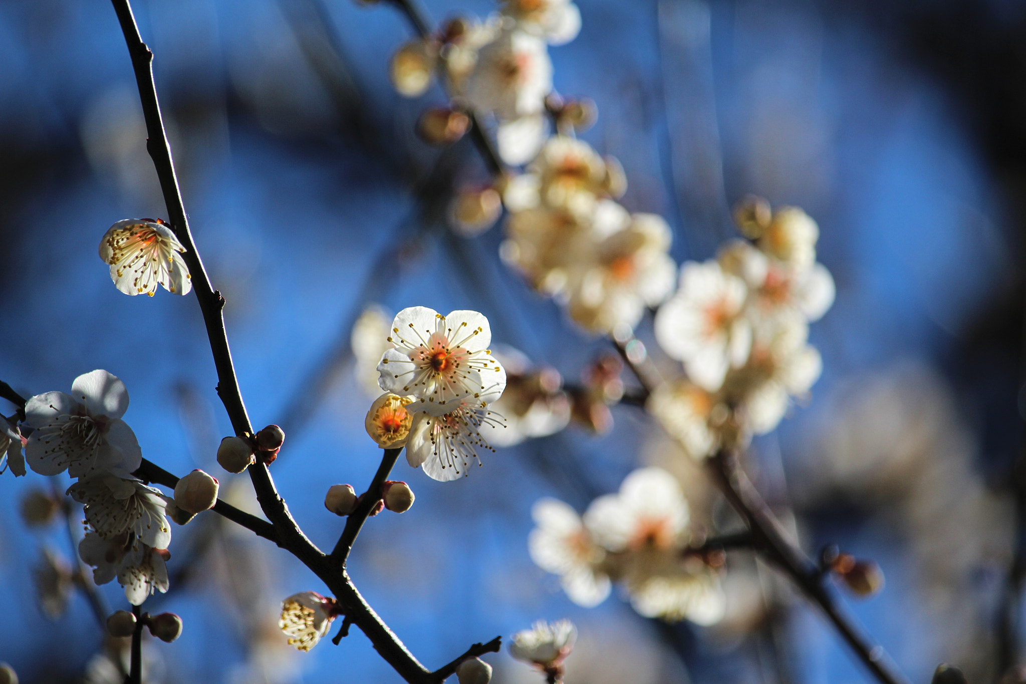 Canon EOS 700D (EOS Rebel T5i / EOS Kiss X7i) + Canon EF-S 55-250mm F4-5.6 IS STM sample photo. Plum flowers photography