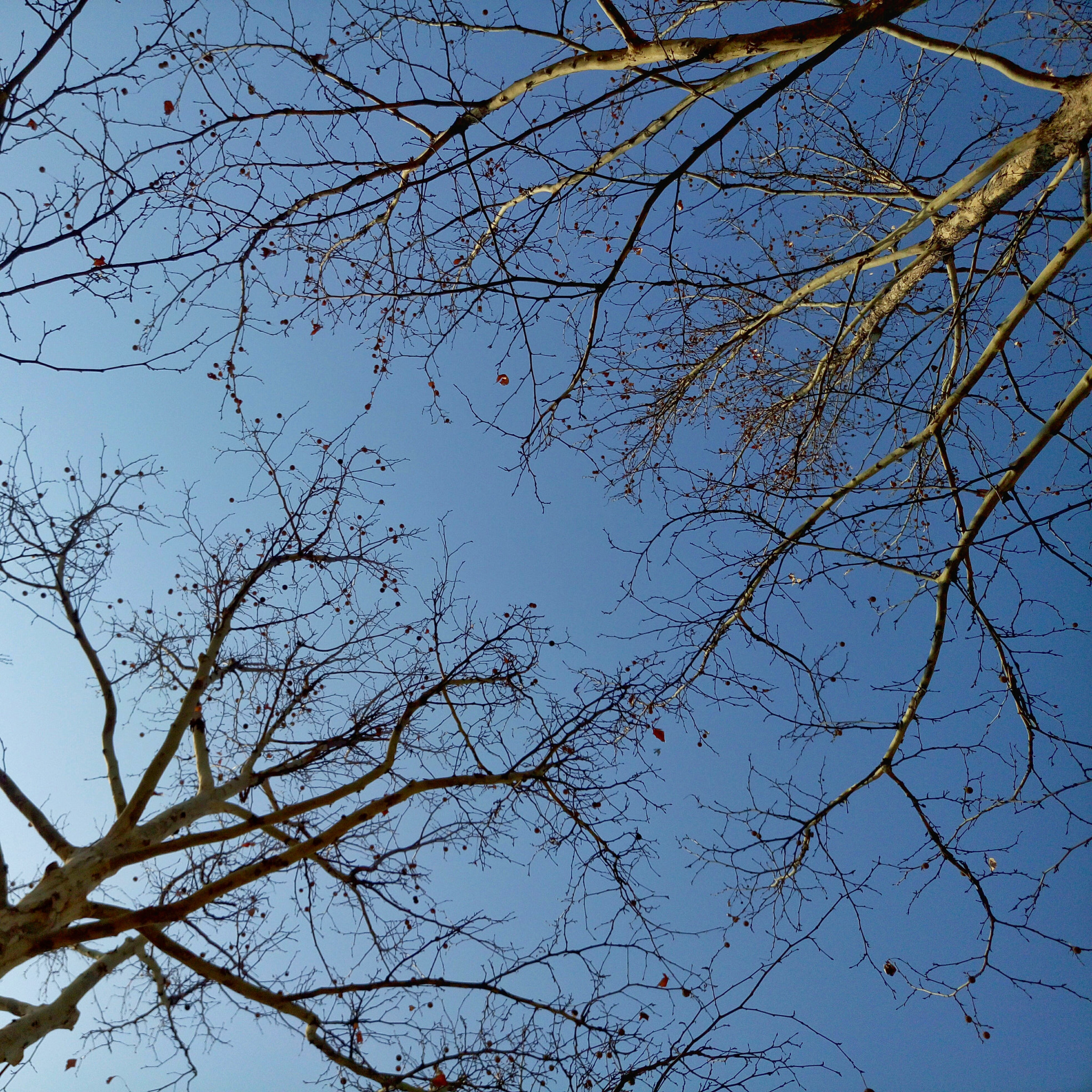 Meizu MX5 sample photo. 枝 photography