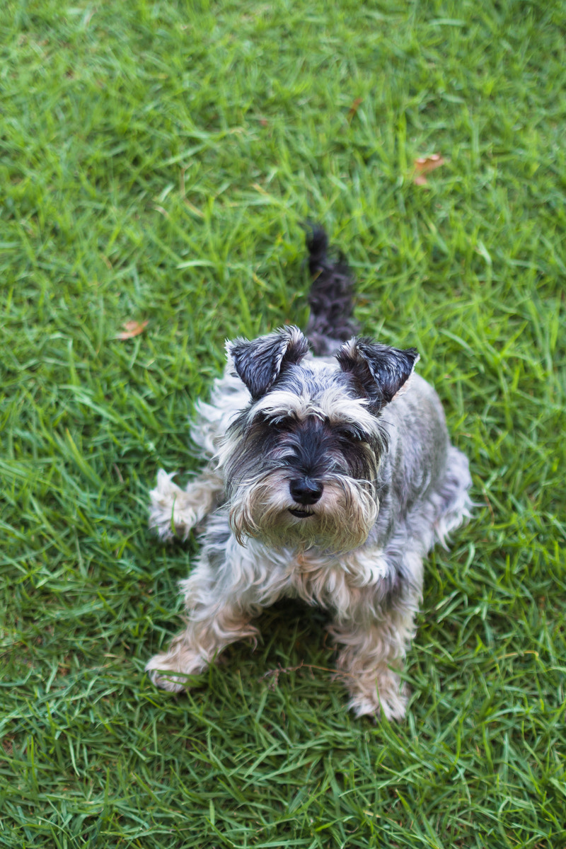 Olympus PEN E-PL5 + Olympus M.Zuiko Digital 45mm F1.8 sample photo. 49. mini-schnauzer photography