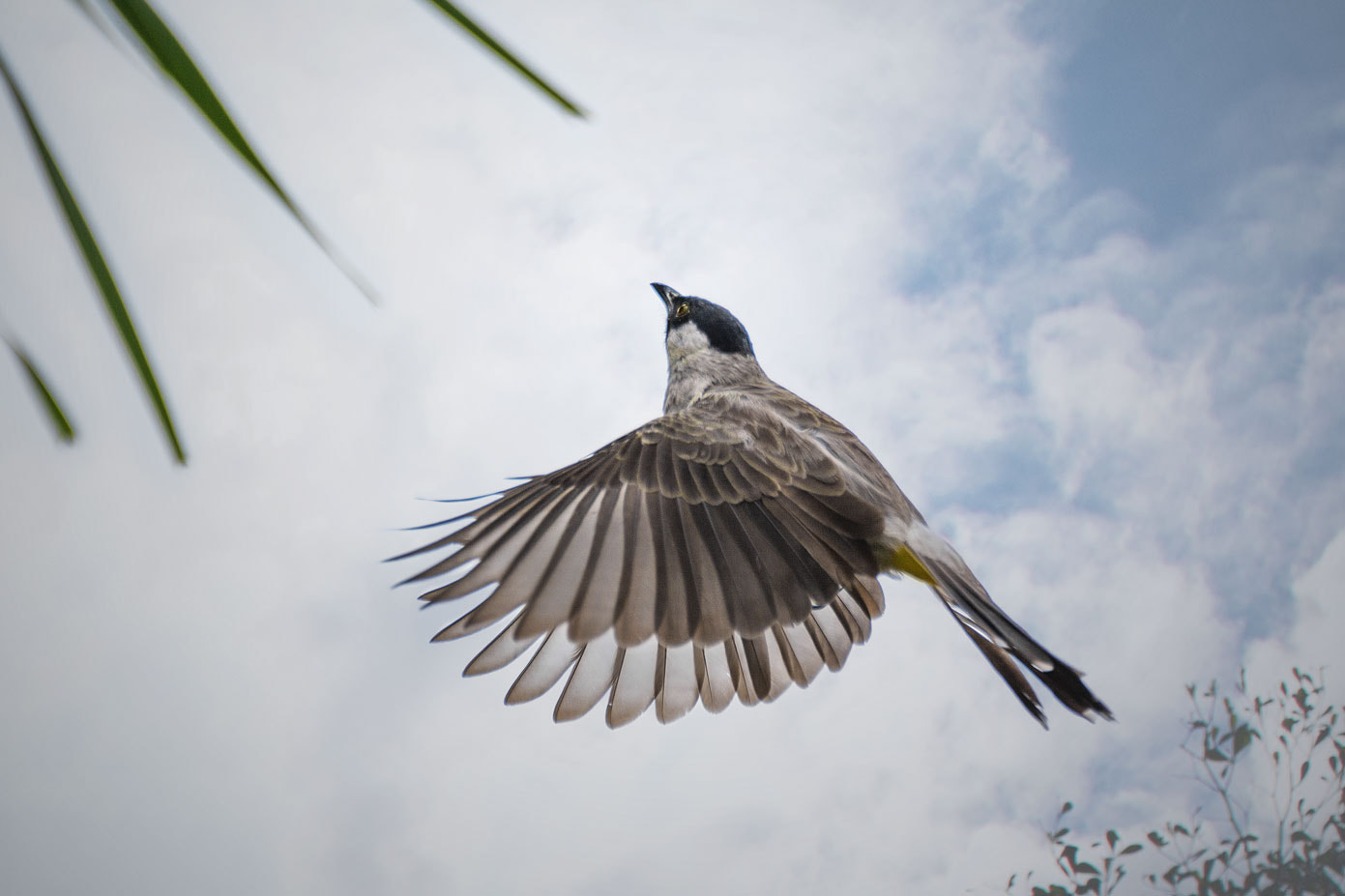 Sigma 150-600mm F5-6.3 DG OS HSM | C sample photo. Terbanglah_ photography