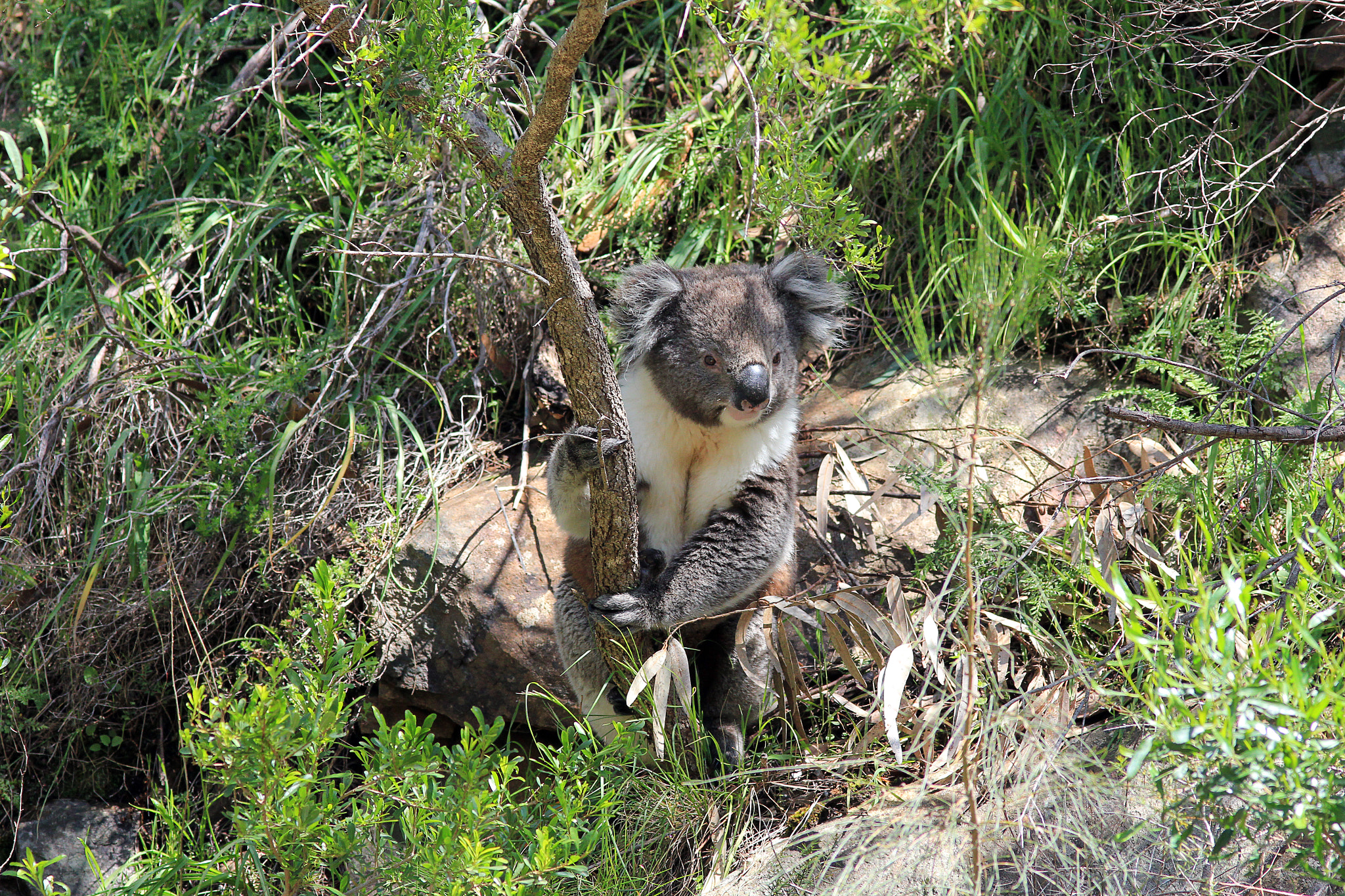 Canon EOS 550D (EOS Rebel T2i / EOS Kiss X4) + Canon EF 300mm F4L IS USM sample photo. Koala looking down the valley photography