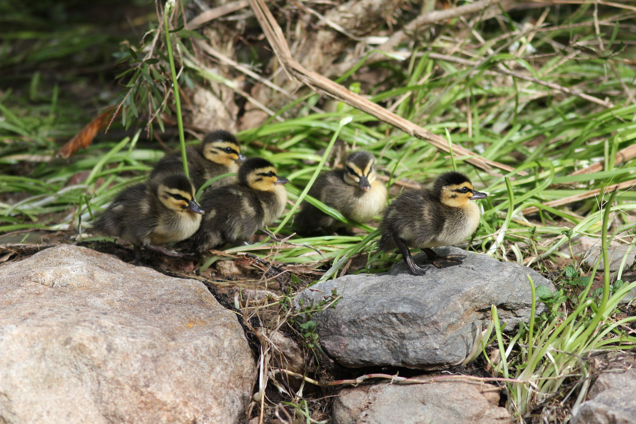 Canon EOS 550D (EOS Rebel T2i / EOS Kiss X4) + Canon EF 300mm F4L IS USM sample photo. Ducklings leaving the nest photography