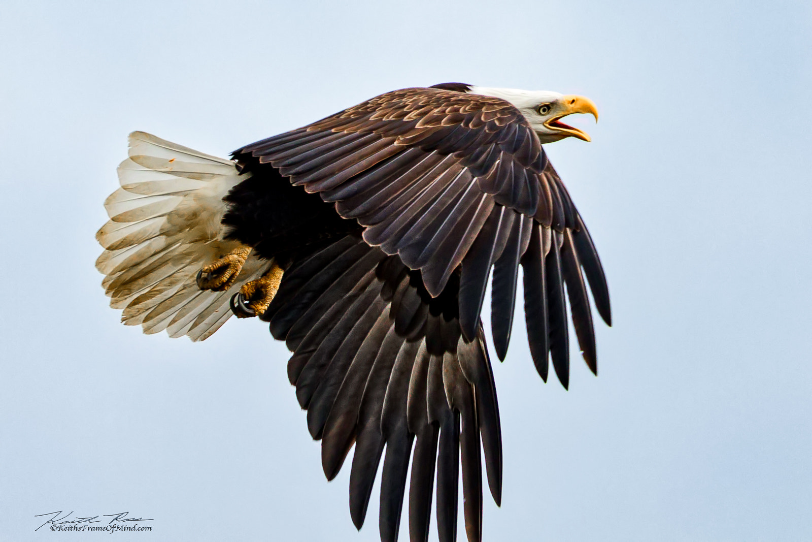 Canon EOS 7D Mark II sample photo. Bald eagle cloak photography