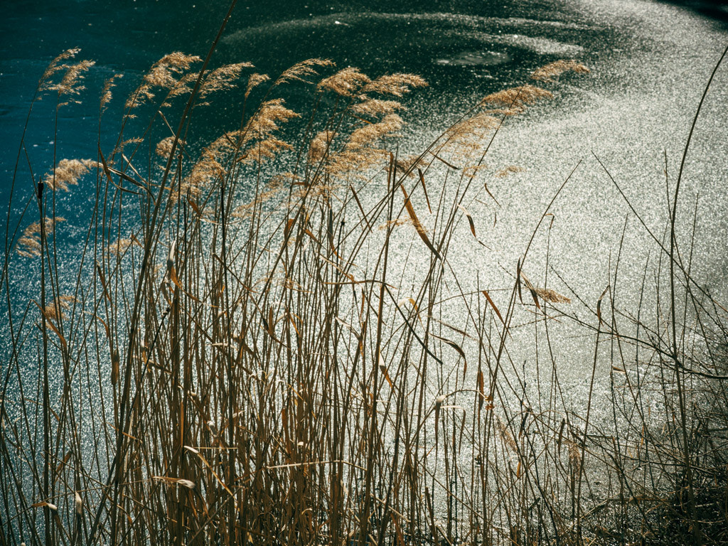 Panasonic Lumix G X Vario 35-100mm F2.8 OIS sample photo. Japanese pampas grass photography