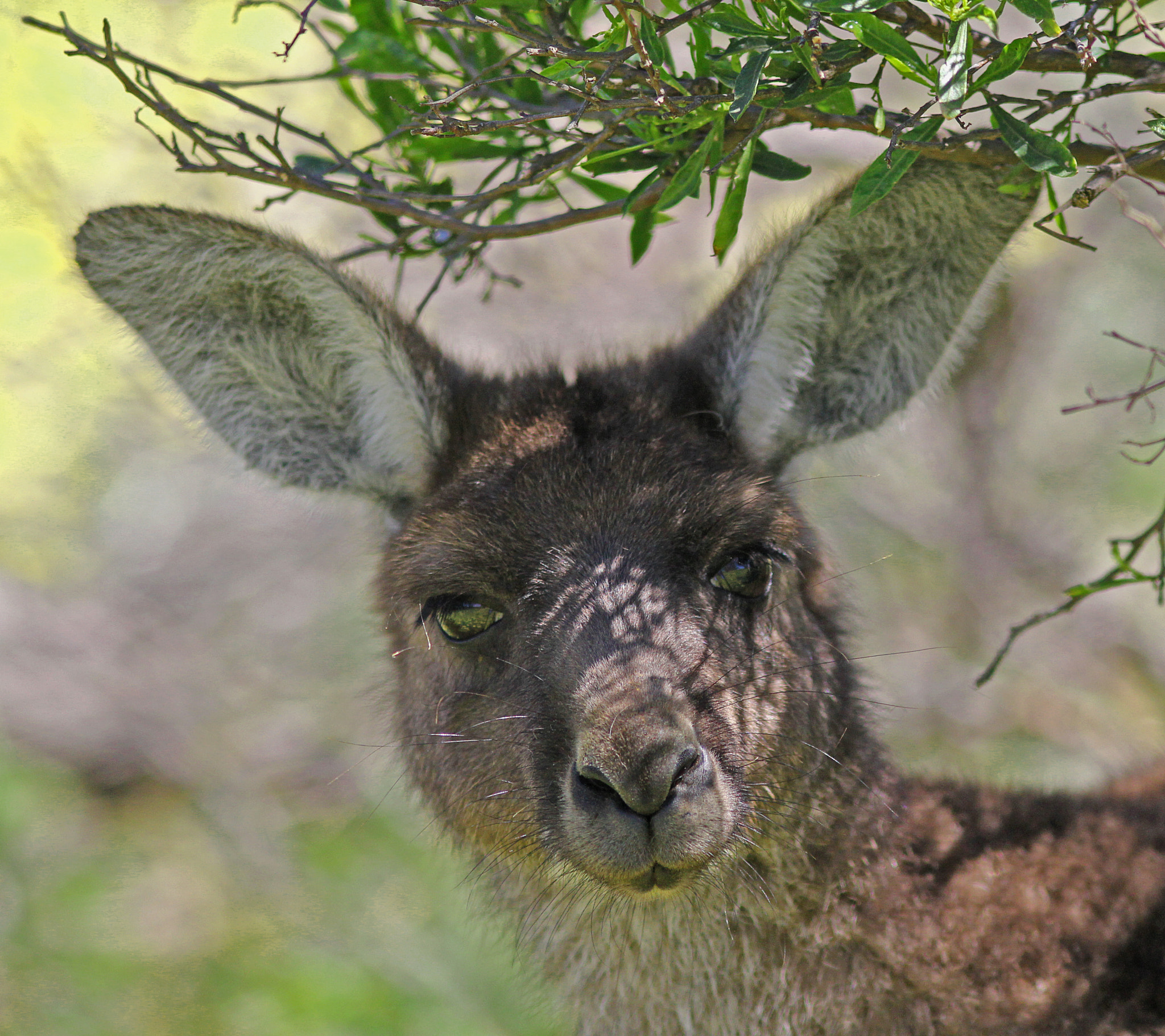 Canon EOS 550D (EOS Rebel T2i / EOS Kiss X4) + Canon EF 300mm F4L IS USM sample photo. Young grey kangaroo photography