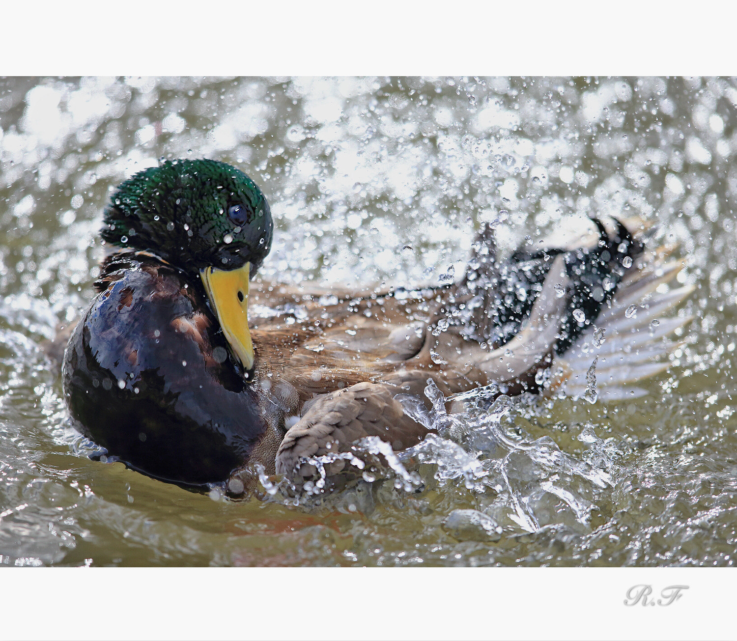 Canon EF 600mm F4L IS II USM sample photo