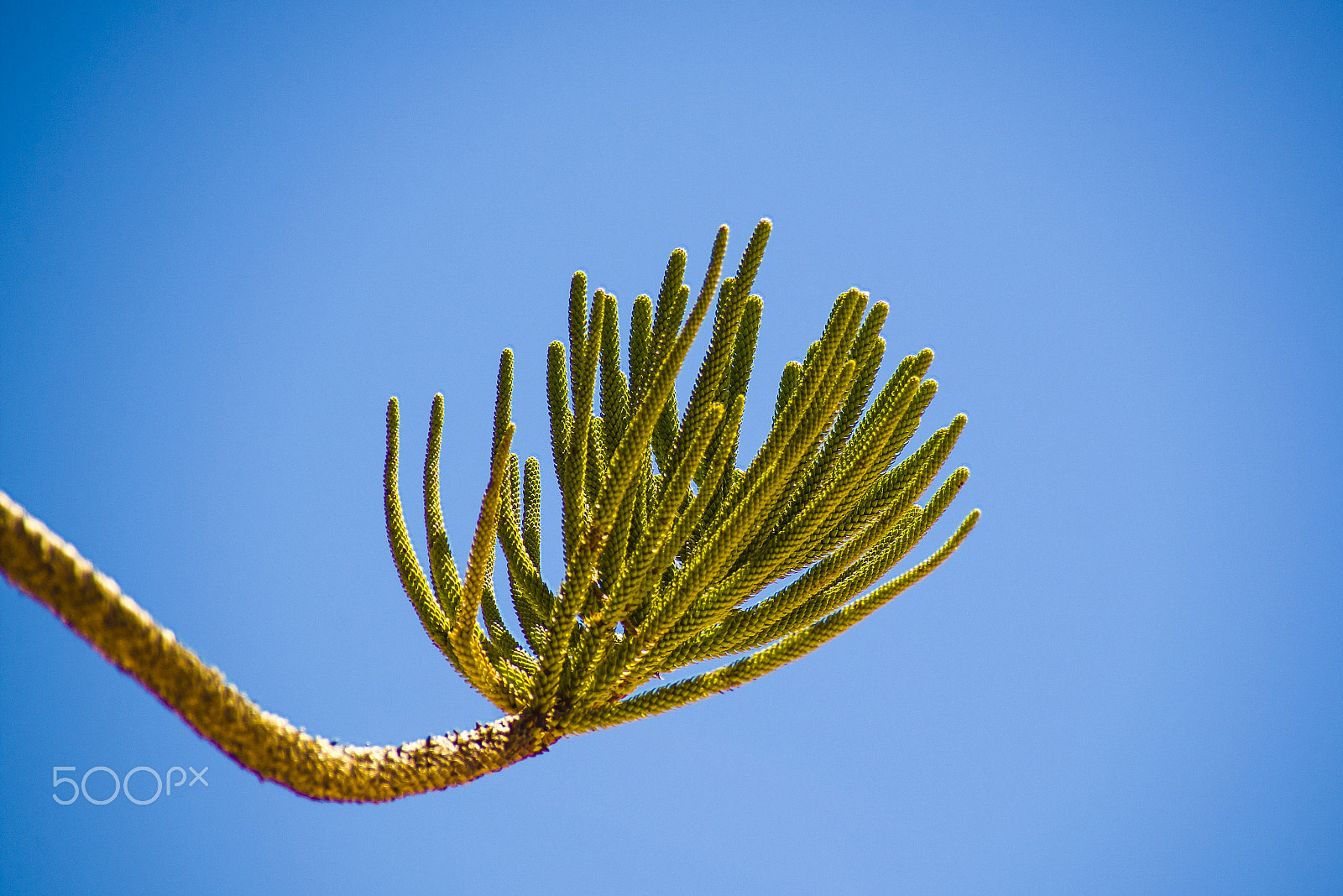 Nikon D600 sample photo. Blue and green should never be seen. photography