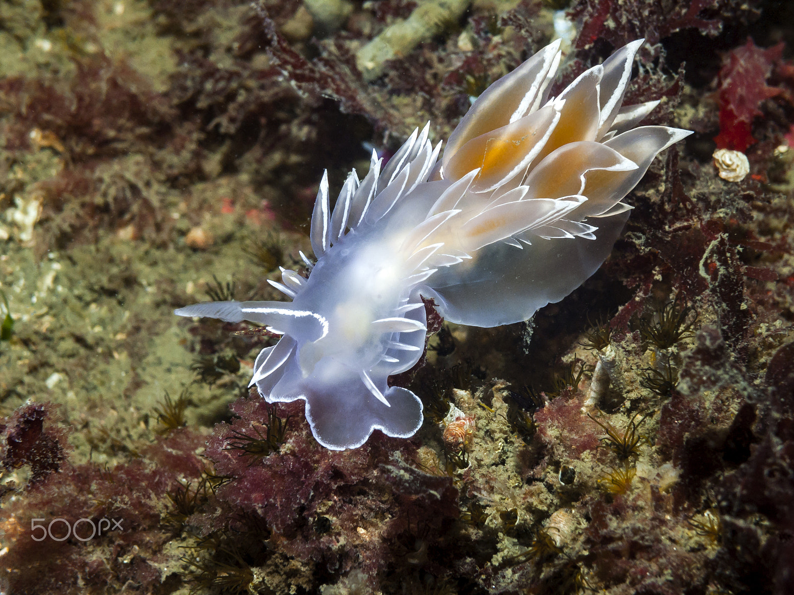 Olympus C8080WZ sample photo. Alabaster nudibranch photography