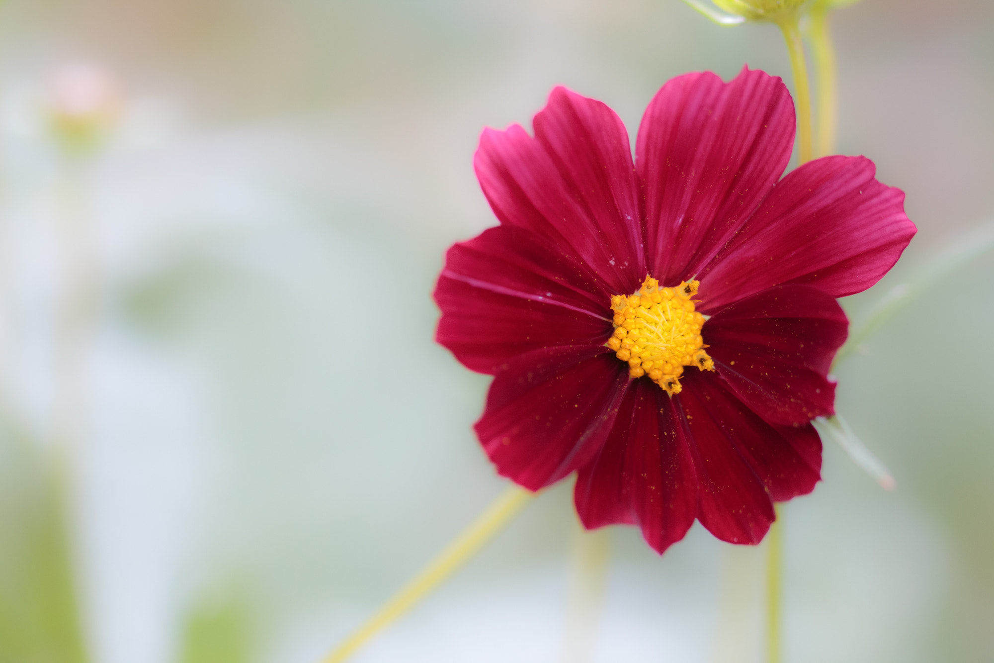 Sigma 105mm F2.8 EX DG OS HSM sample photo. Nature  photography