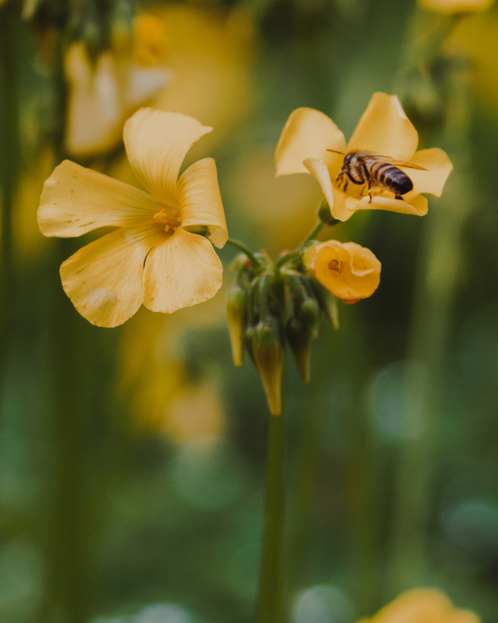 Sony FE 70-300mm F4.5-5.6 G OSS sample photo. Pollination station photography