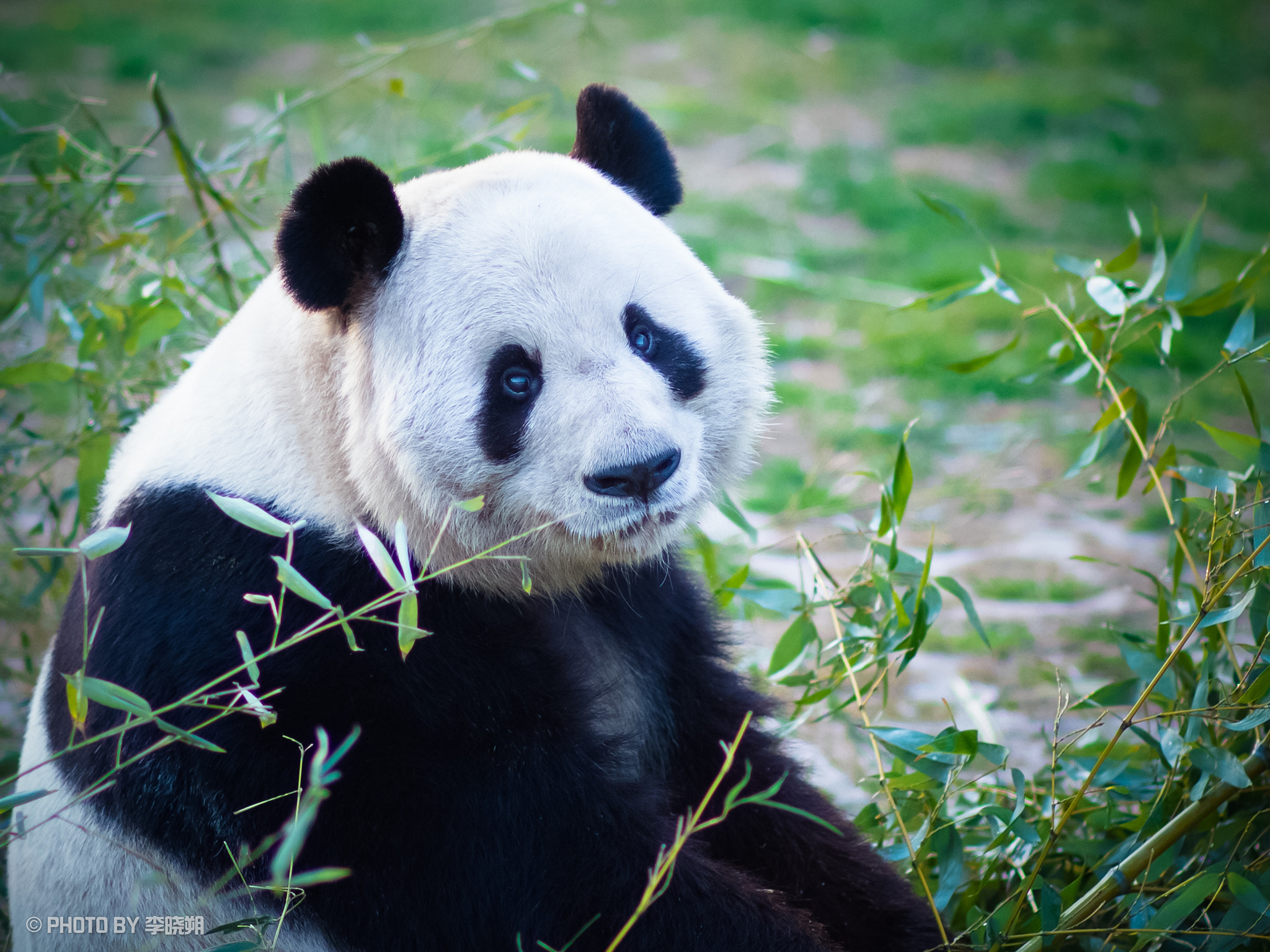 Canon EF 85mm F1.8 USM sample photo. Panda photography