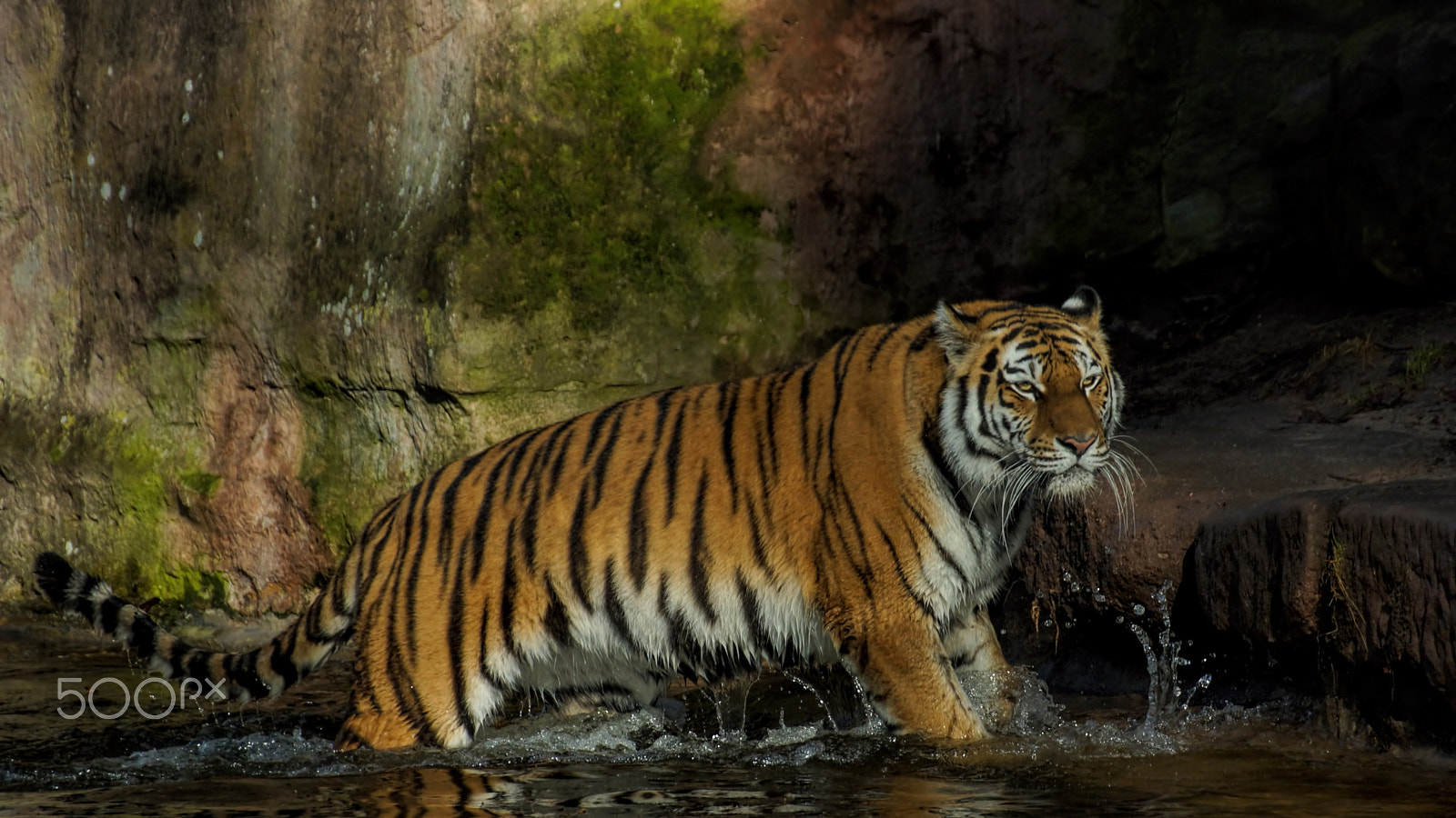 Tamron SP 70-300mm F4-5.6 Di USD sample photo. Katinka photography