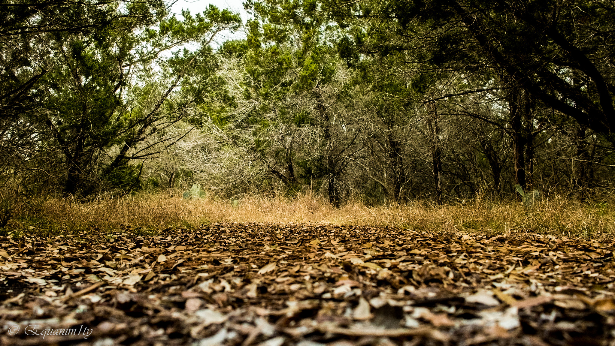 Canon EF-S 24mm F2.8 STM sample photo. Dried forest photography