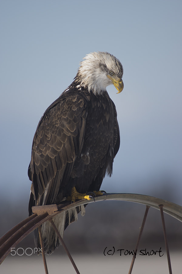 Sony SLT-A77 sample photo. Bald eagle photography