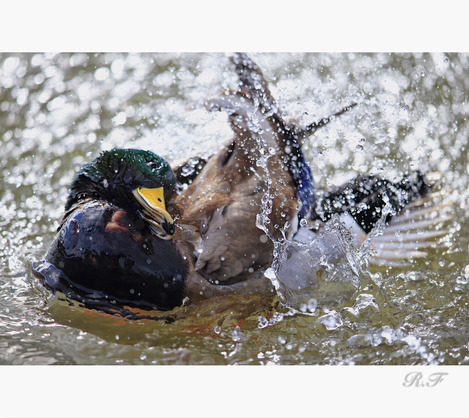 Canon EF 600mm F4L IS II USM sample photo