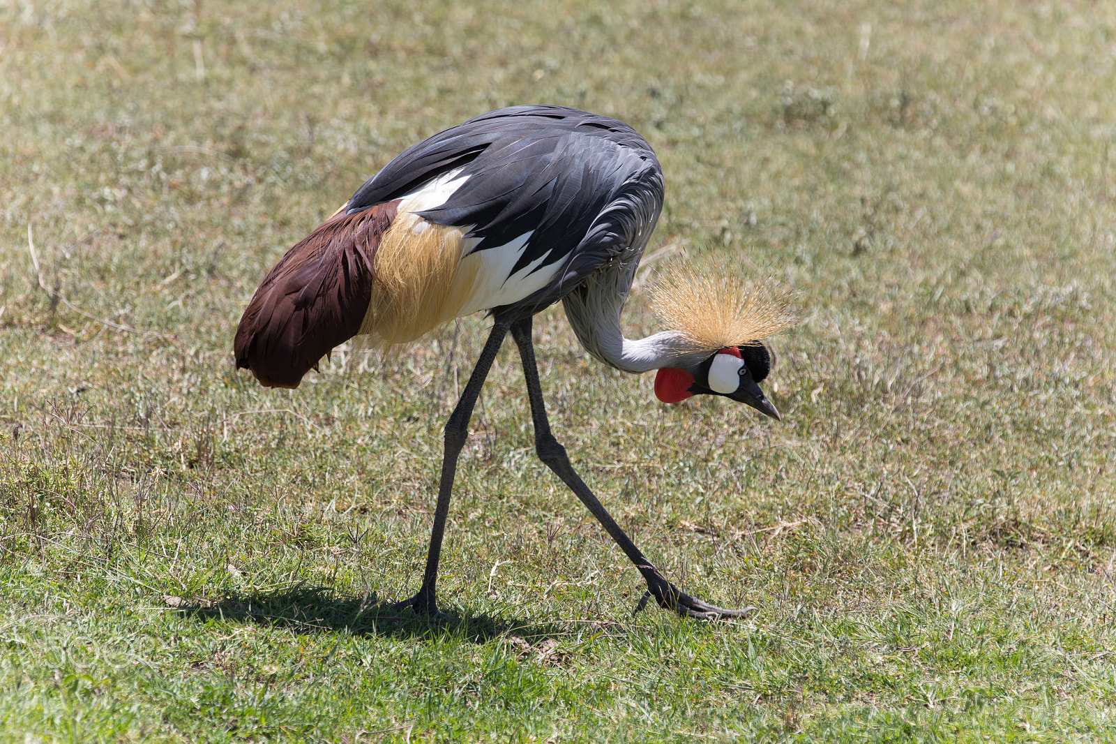 Canon EOS 5D Mark IV + Canon EF 70-200mm F2.8L IS II USM sample photo. Crown bird photography