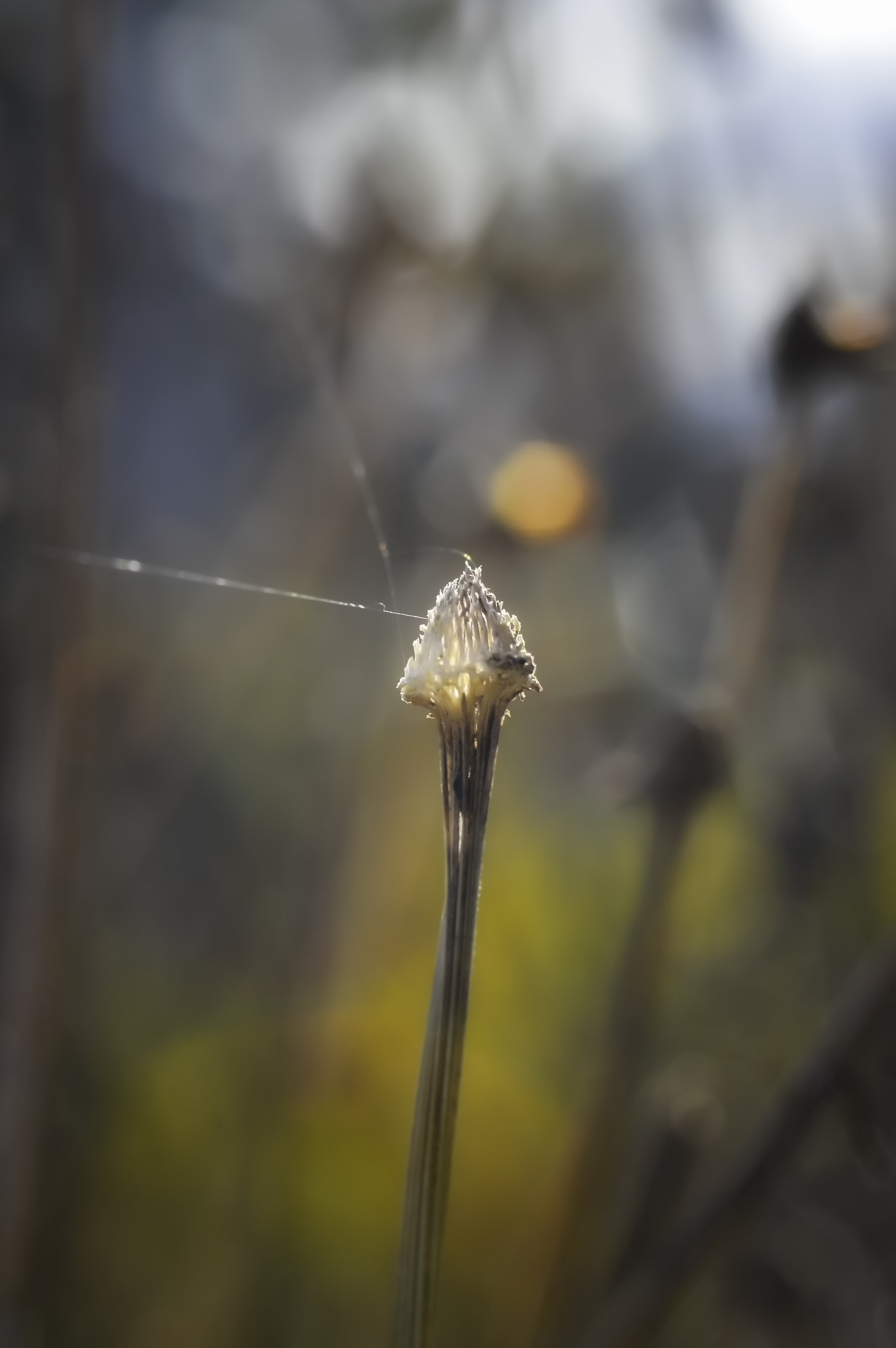 Nikon D3200 sample photo. A beacon of spring #2 photography