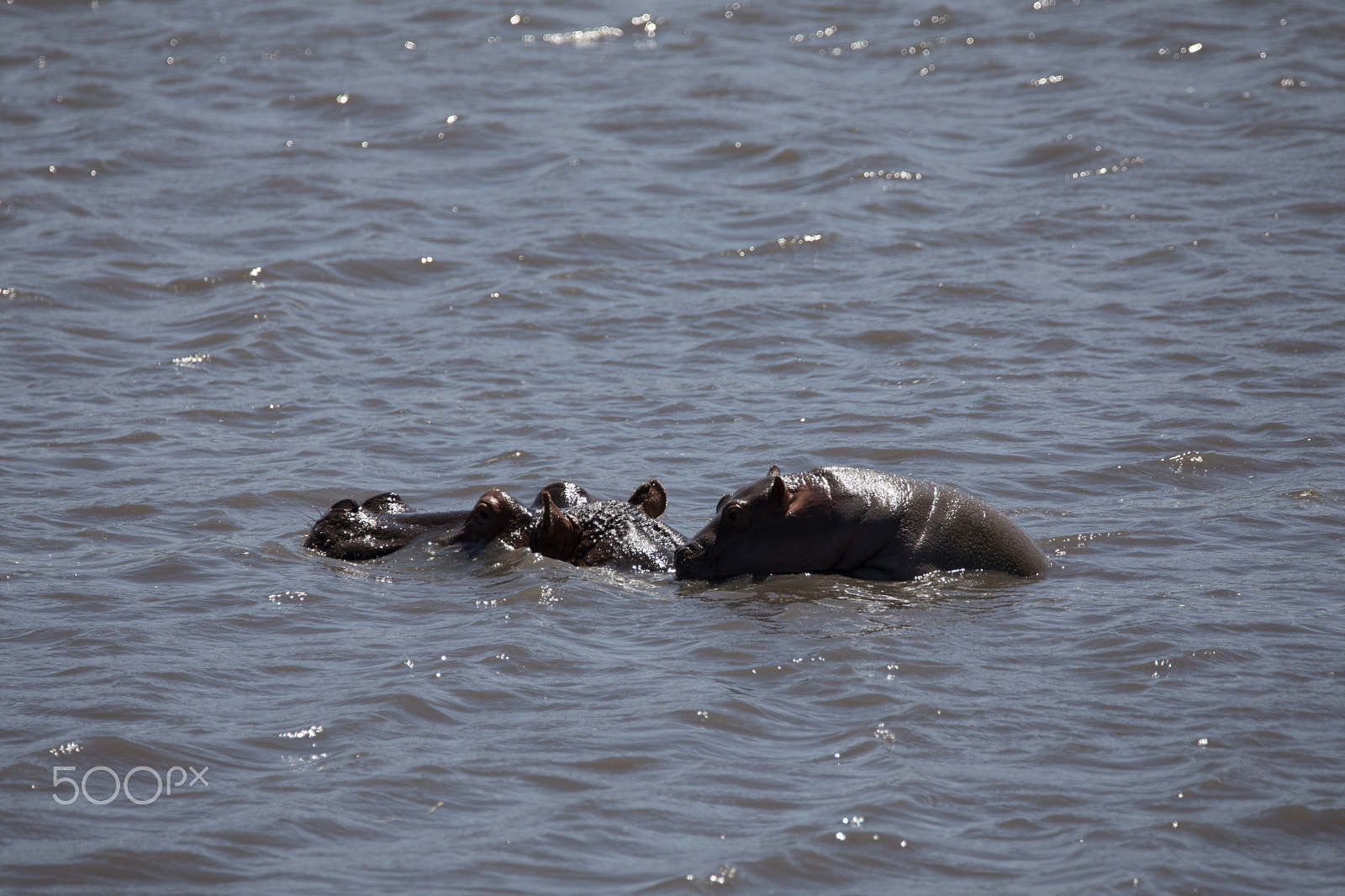 Sigma 150-600mm F5-6.3 DG OS HSM | S sample photo. Baby hippo photography