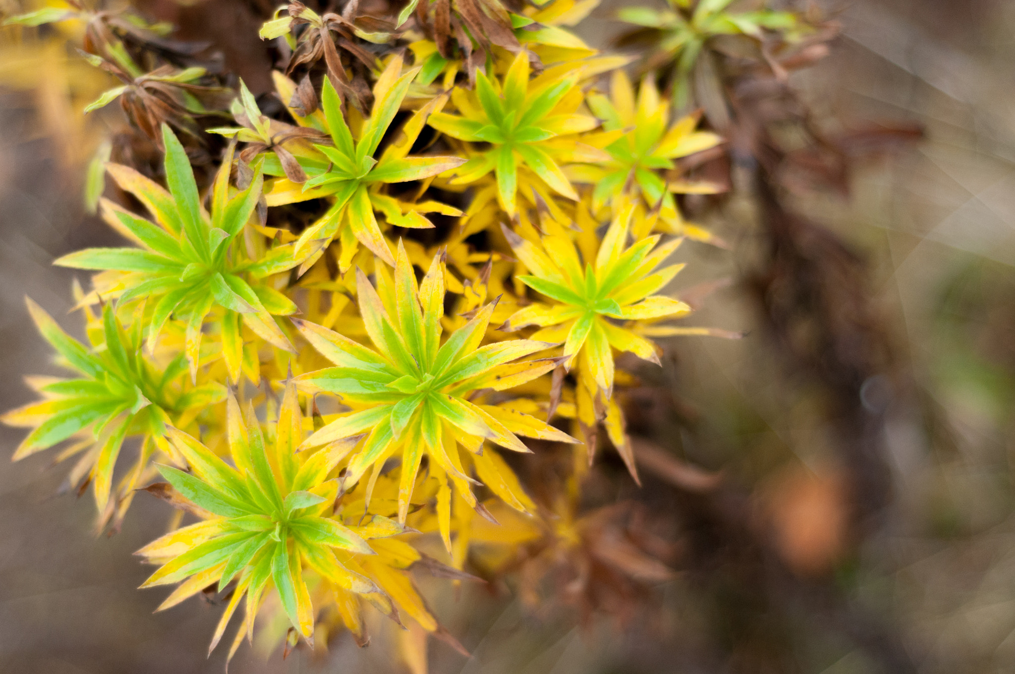 Nikon D300S + Nikon AF Nikkor 50mm F1.8D sample photo. Floral in nature photography