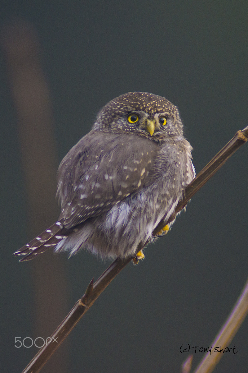 Minolta AF 600mm F4 APO sample photo. Northern pygmy owl photography