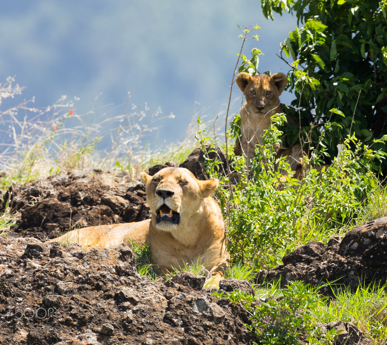 Sigma 150-600mm F5-6.3 DG OS HSM | S sample photo. Lion and cub on a rock photography