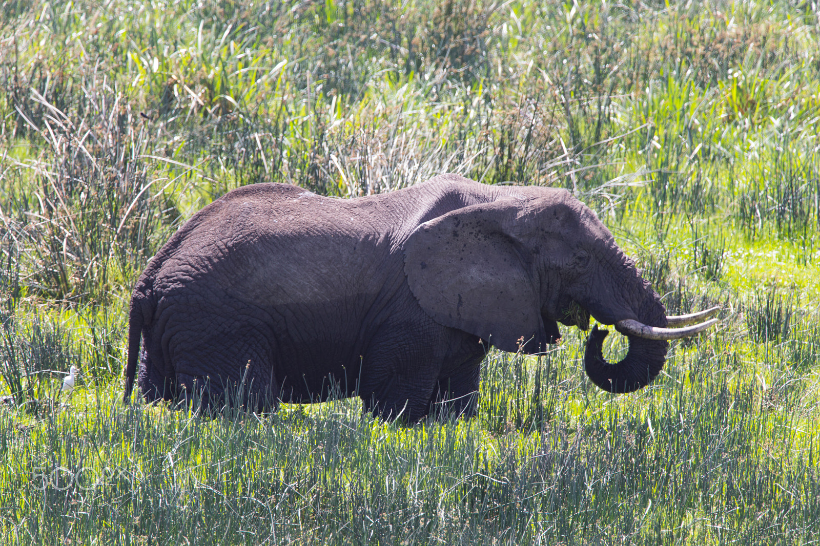 Canon EOS 5D Mark IV sample photo. Elephant in swamp photography