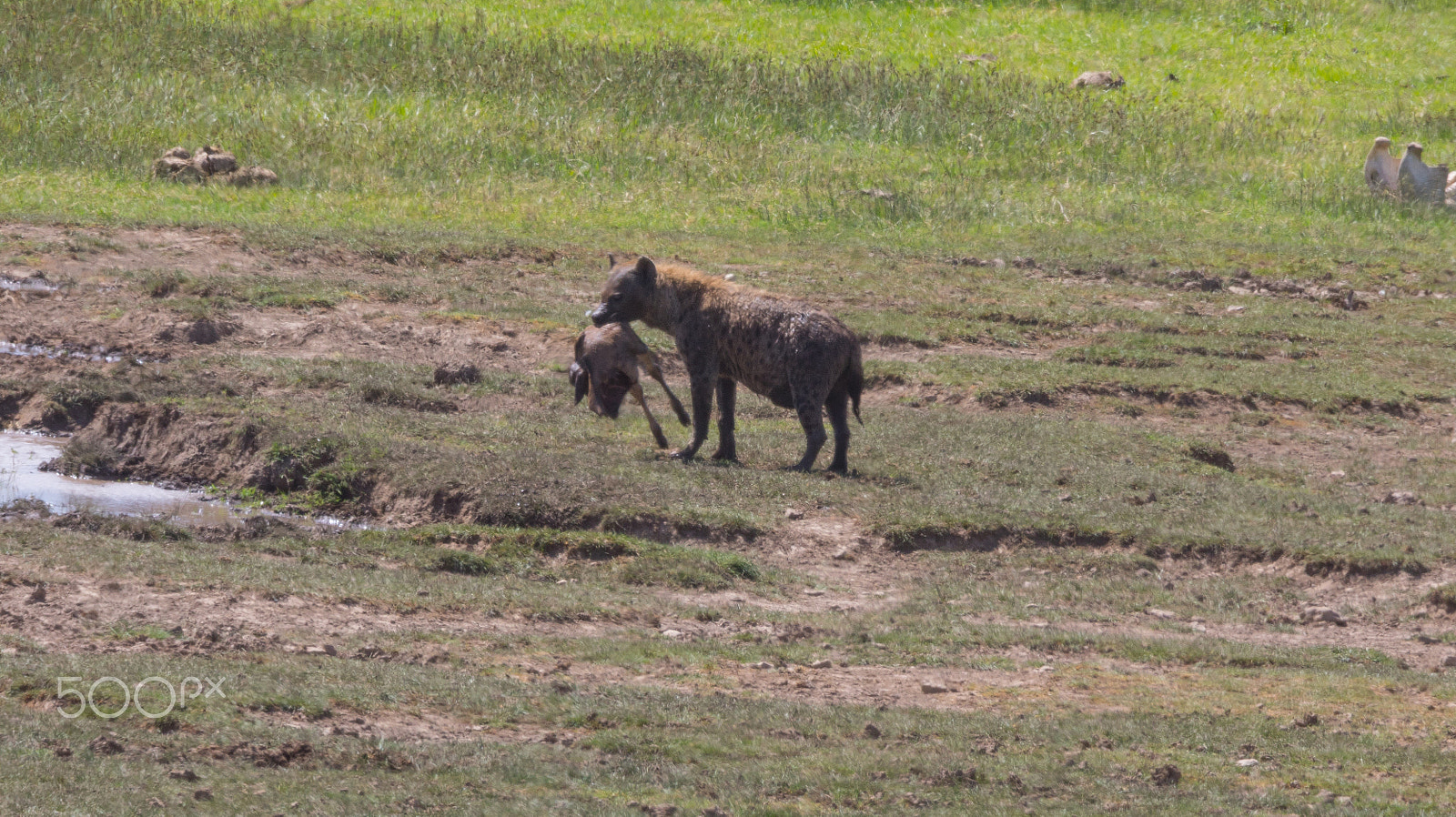 Canon EOS 5D Mark IV sample photo. Hyena with a scavanged hunt photography
