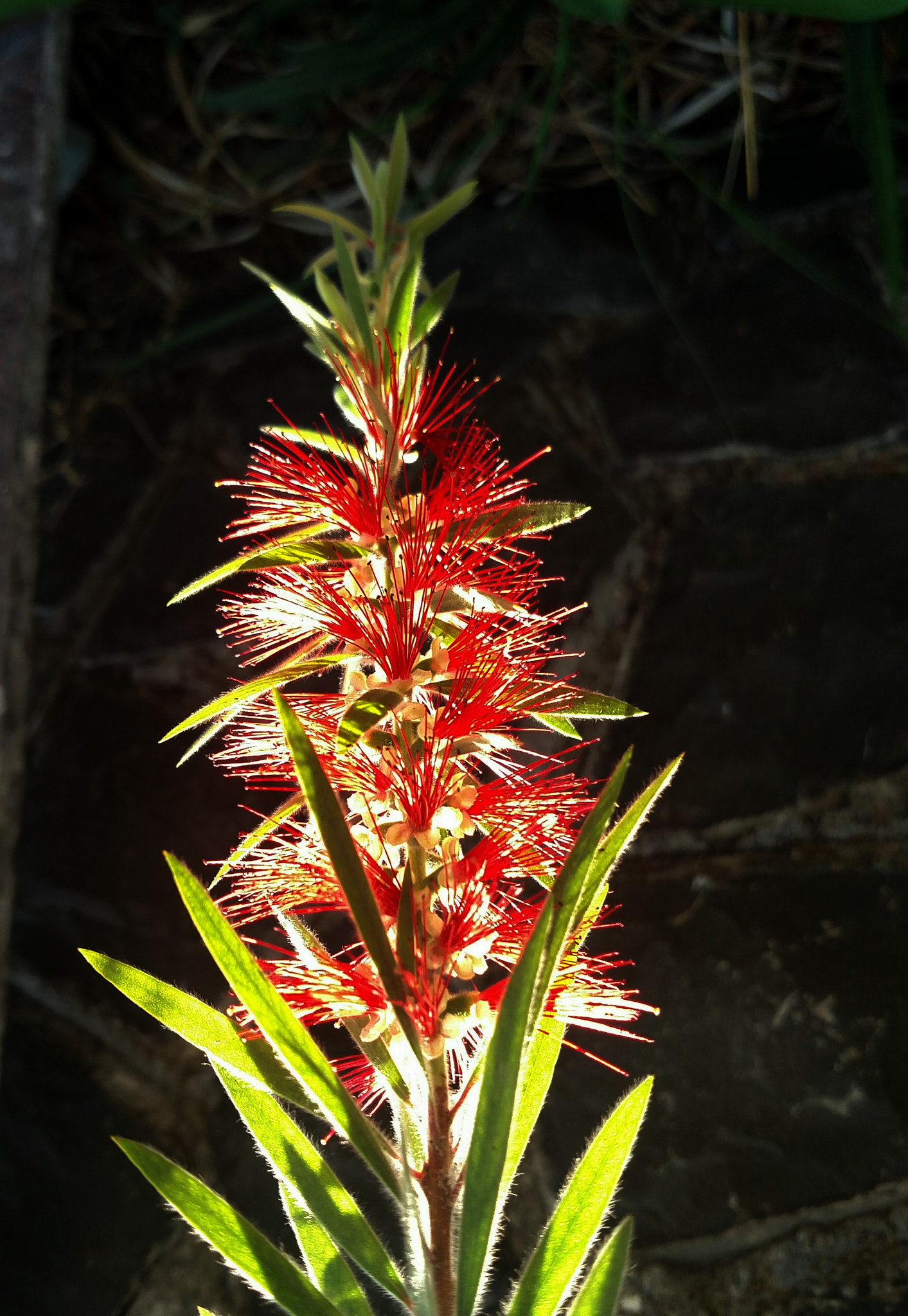 Motorola XT1225 sample photo. Red flowers photography