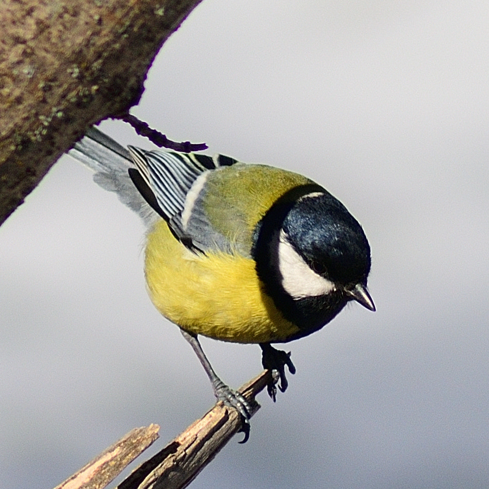 Tokina AT-X 400 AF SD (AF 400mm f/5.6) sample photo. Great tit photography