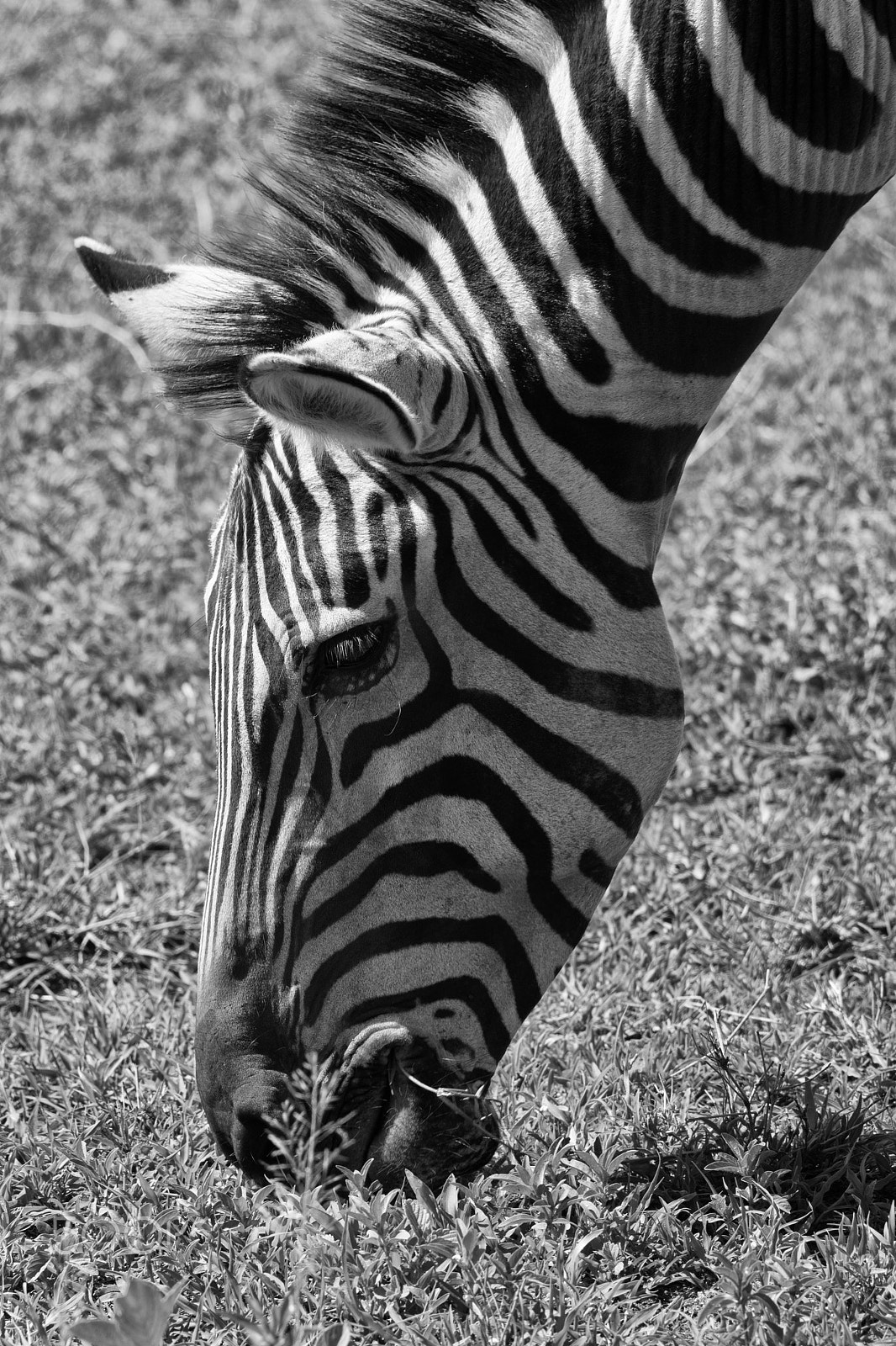 Canon EOS 5D Mark IV sample photo. Zebra close up photography