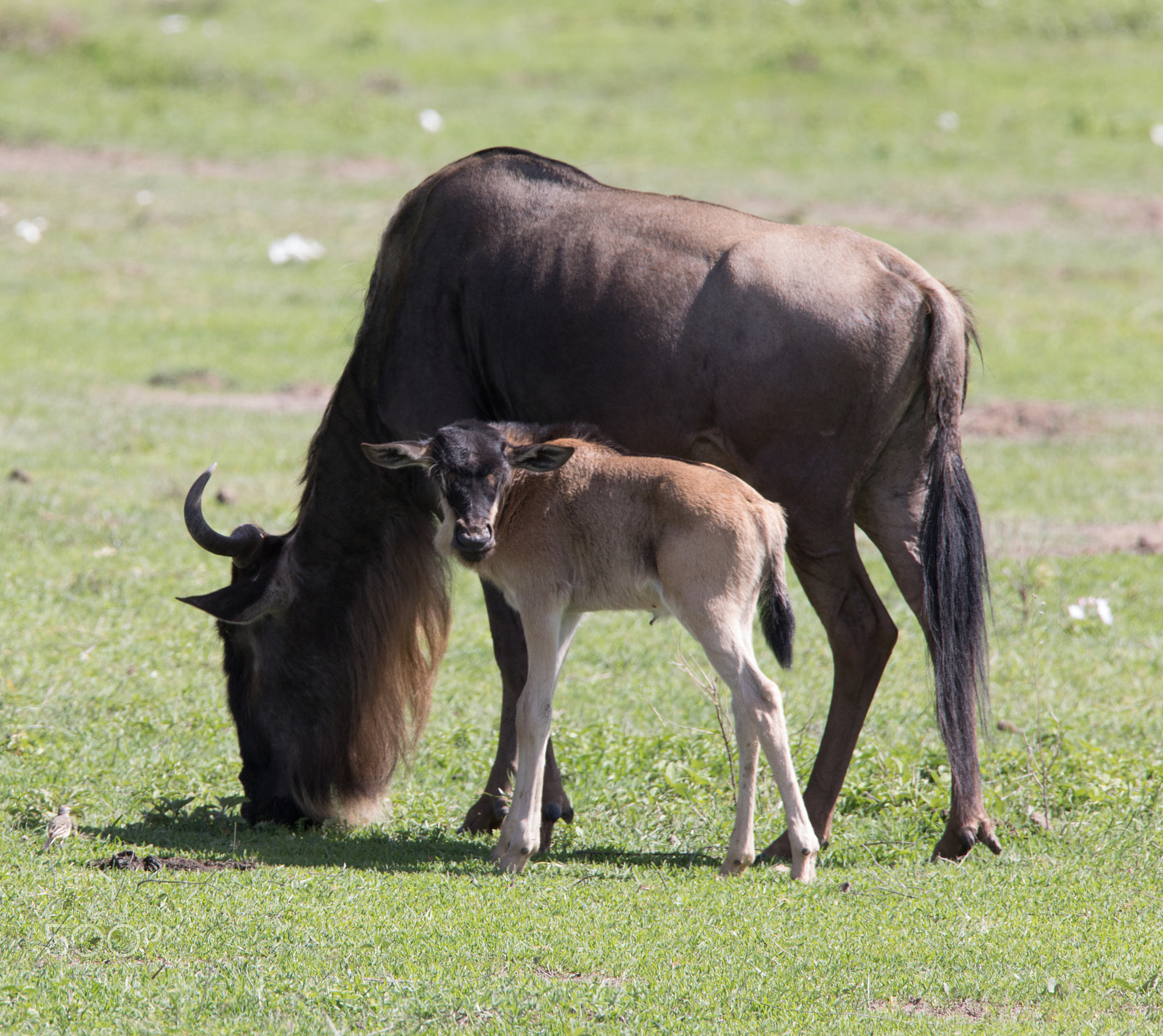 Sigma 150-600mm F5-6.3 DG OS HSM | S sample photo. Wildebeast and baby calf photography