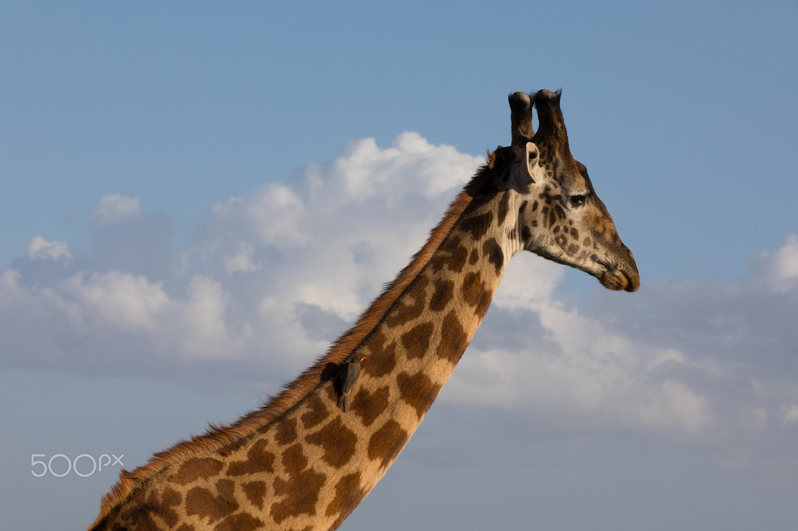 150-600mm F5-6.3 DG OS HSM | Contemporary 015 sample photo. Giraffe head photography