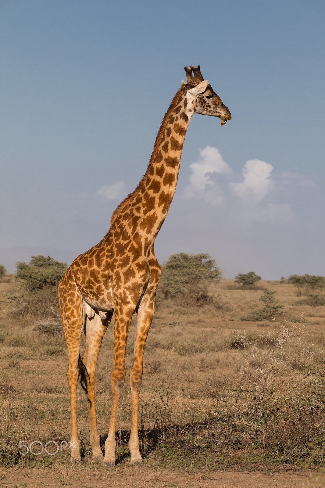 Canon EOS 5D Mark IV sample photo. Male giraffe photography