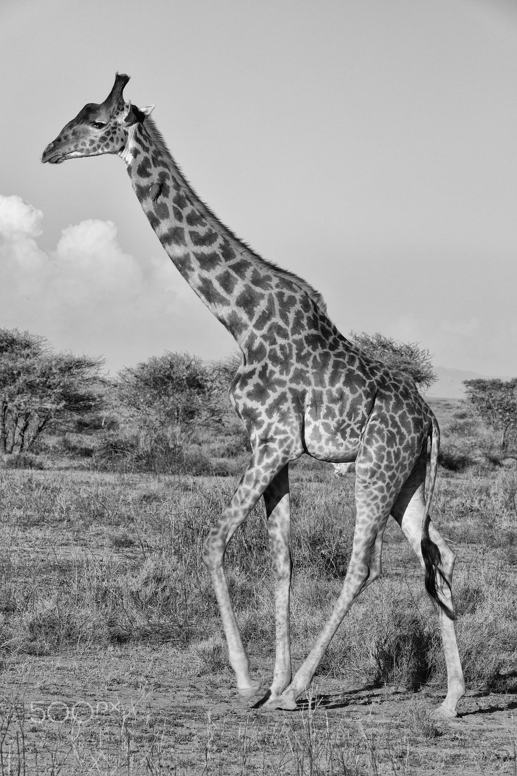 Canon EOS 5D Mark IV sample photo. Giraffe galloping photography