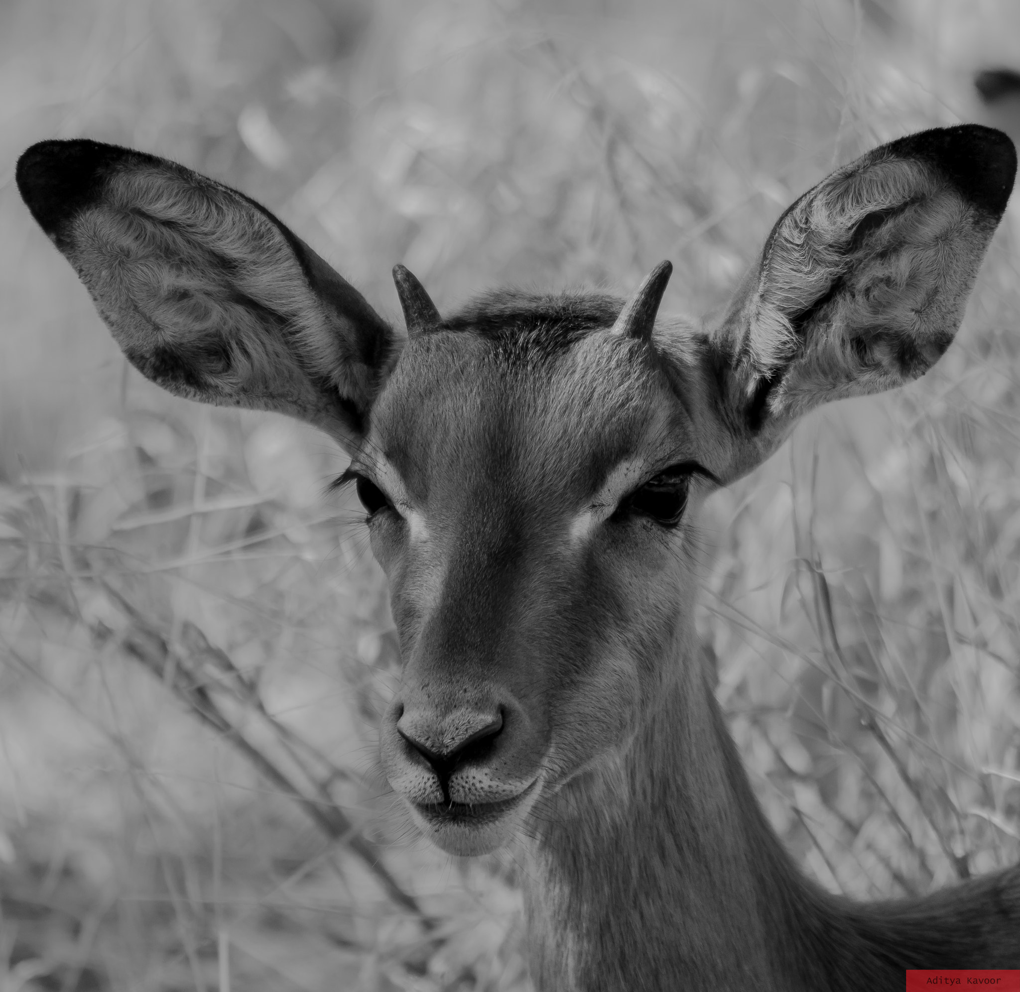 Canon EOS 7D Mark II + Sigma 150-500mm F5-6.3 DG OS HSM sample photo. A young steenbok in masai mara, kenya photography