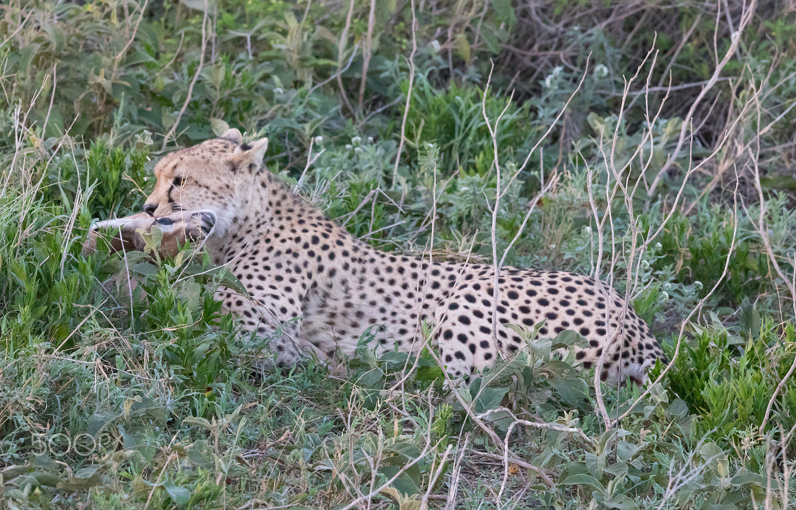 150-600mm F5-6.3 DG OS HSM | Contemporary 015 sample photo. Cheetah with gazelle hunt photography
