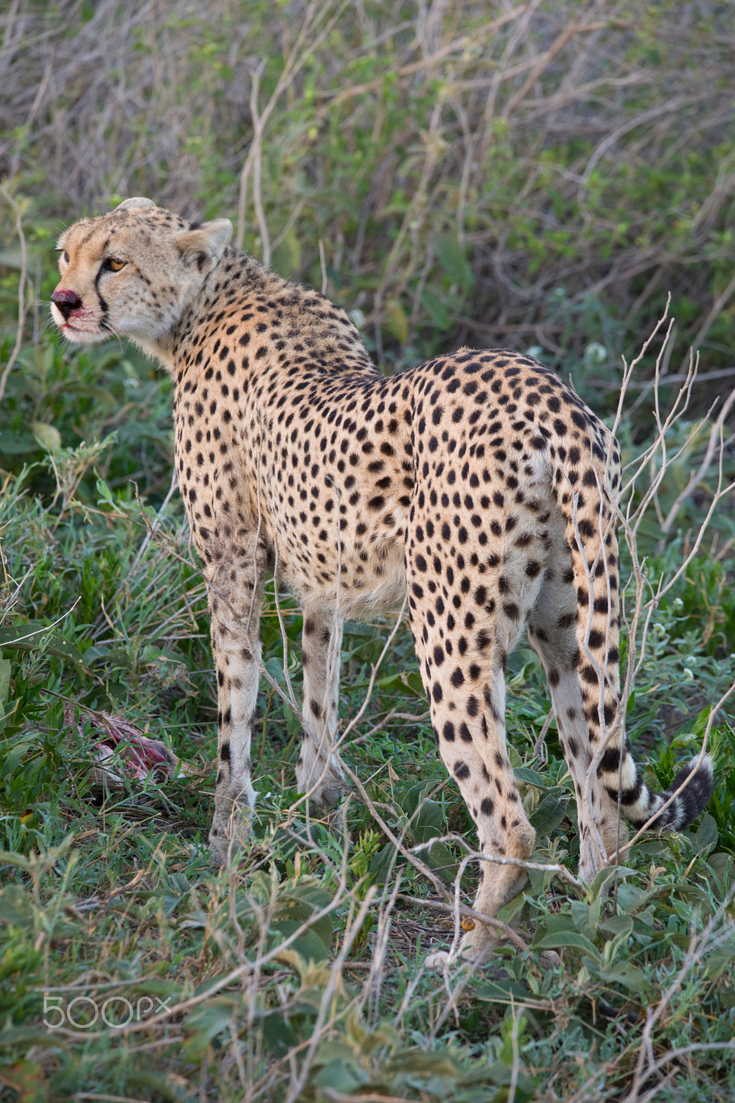 Canon EOS 5D Mark IV sample photo. Cheetah with gazelle hunt photography