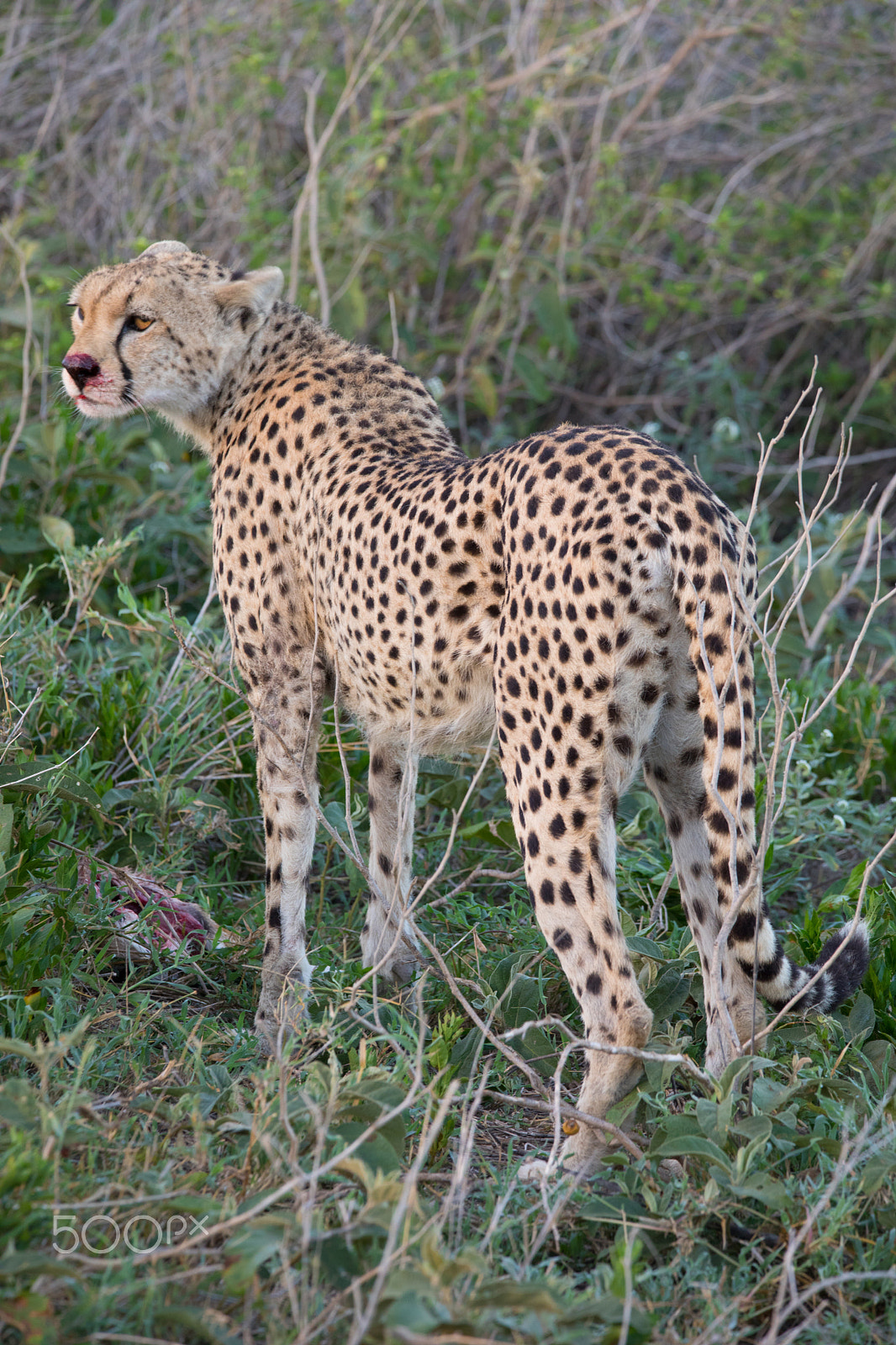 150-600mm F5-6.3 DG OS HSM | Contemporary 015 sample photo. Cheetah with gazelle hunt photography