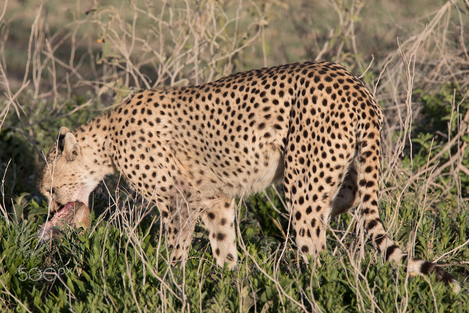 Sigma 150-600mm F5-6.3 DG OS HSM | S sample photo. Cheetah with gazelle hunt photography