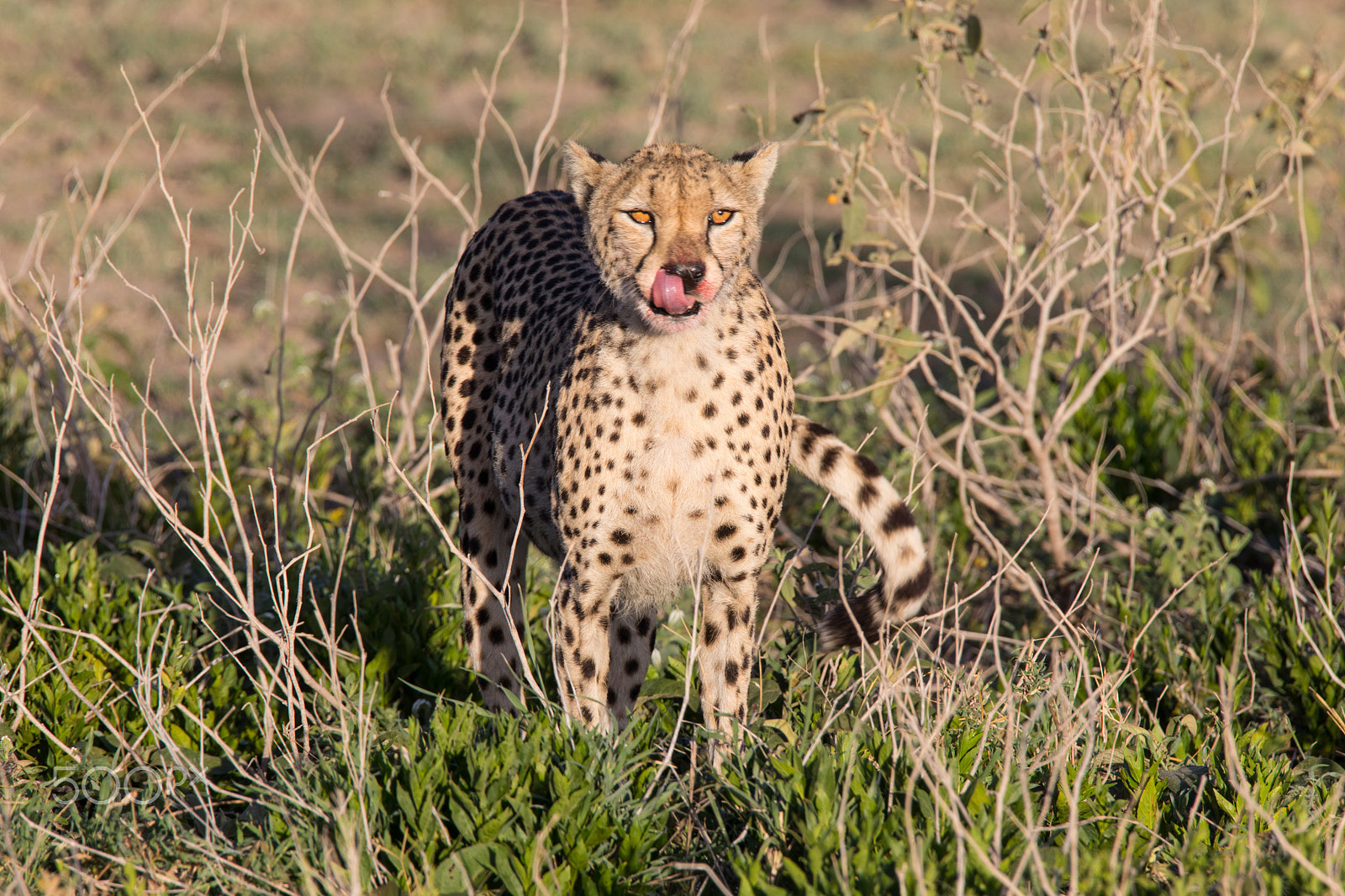 Canon EOS 5D Mark IV sample photo. Cheetah licking photography