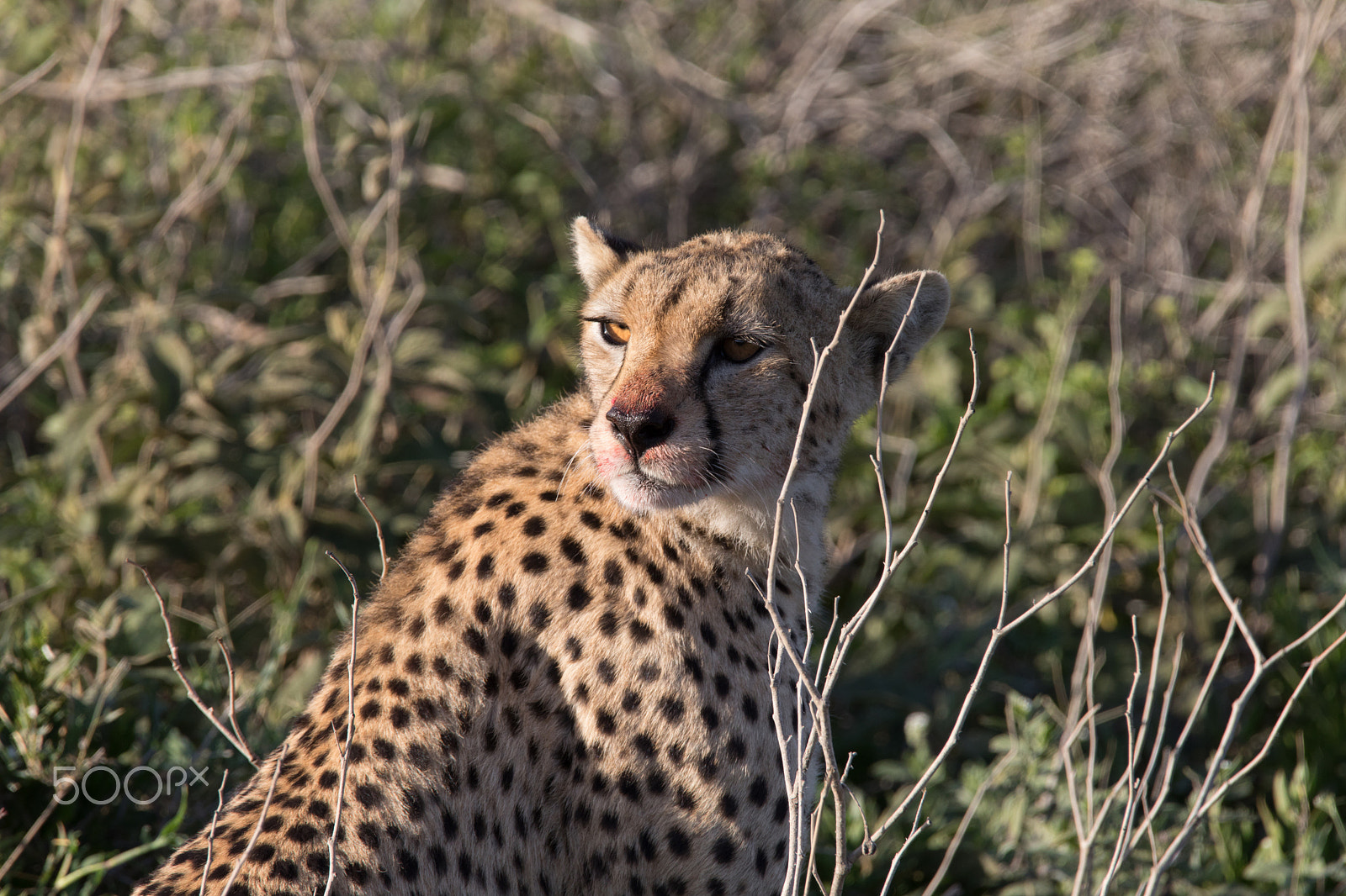 Canon EOS 5D Mark IV sample photo. Cheetah with bloody face photography