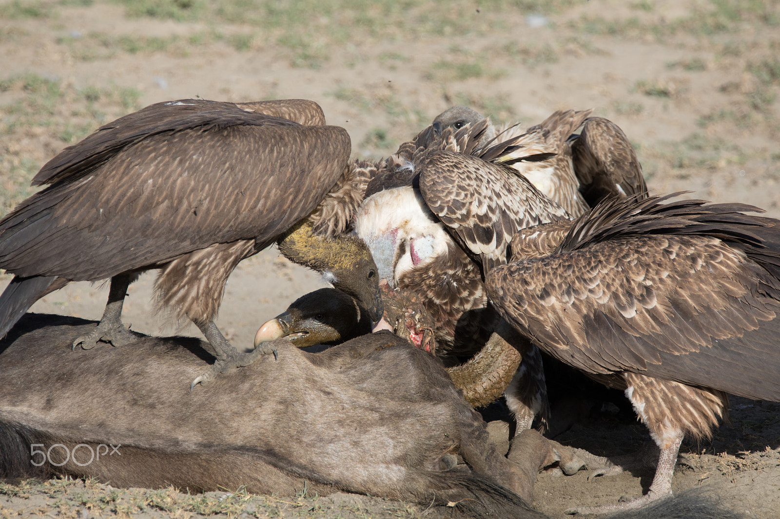 Sigma 150-600mm F5-6.3 DG OS HSM | S sample photo. Vultures eating wildebeast photography