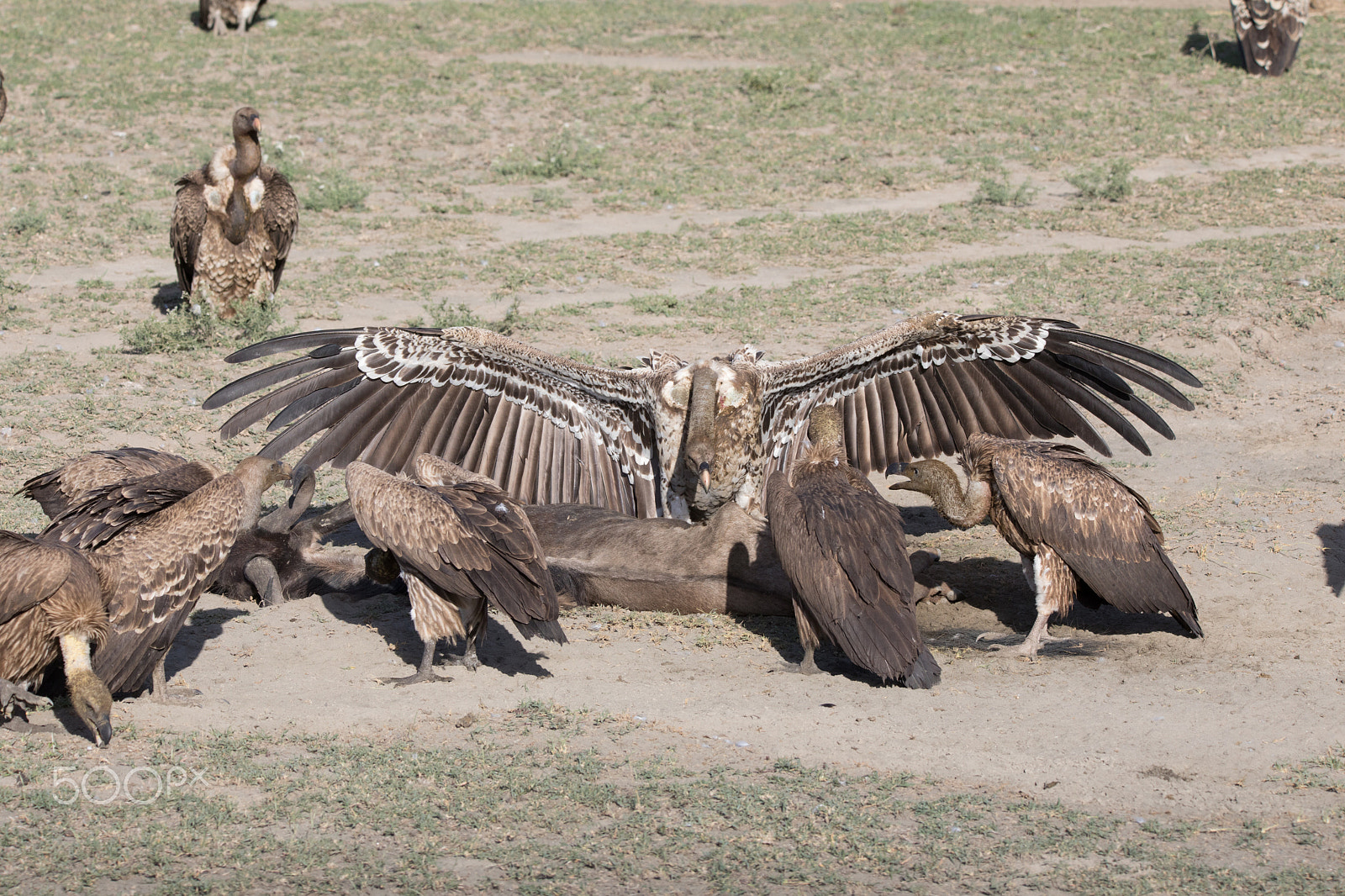 Canon EOS 5D Mark IV sample photo. Vultures eating wildebeast photography