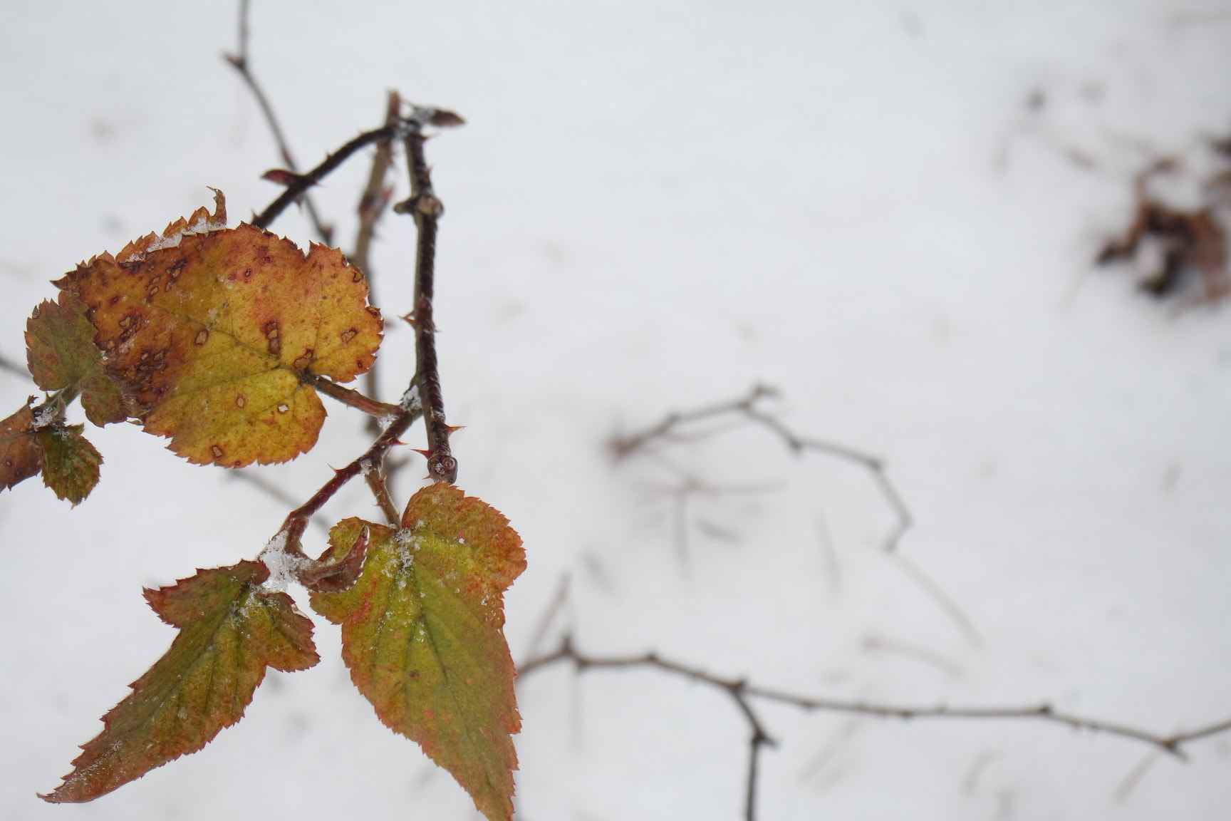 Samsung NX mini sample photo