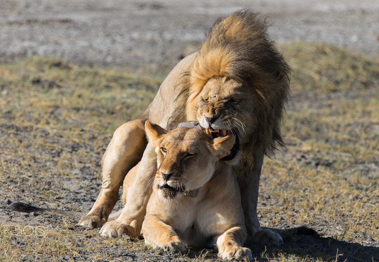 Canon EOS 5D Mark IV + Sigma 150-600mm F5-6.3 DG OS HSM | S sample photo. Lions mating photography