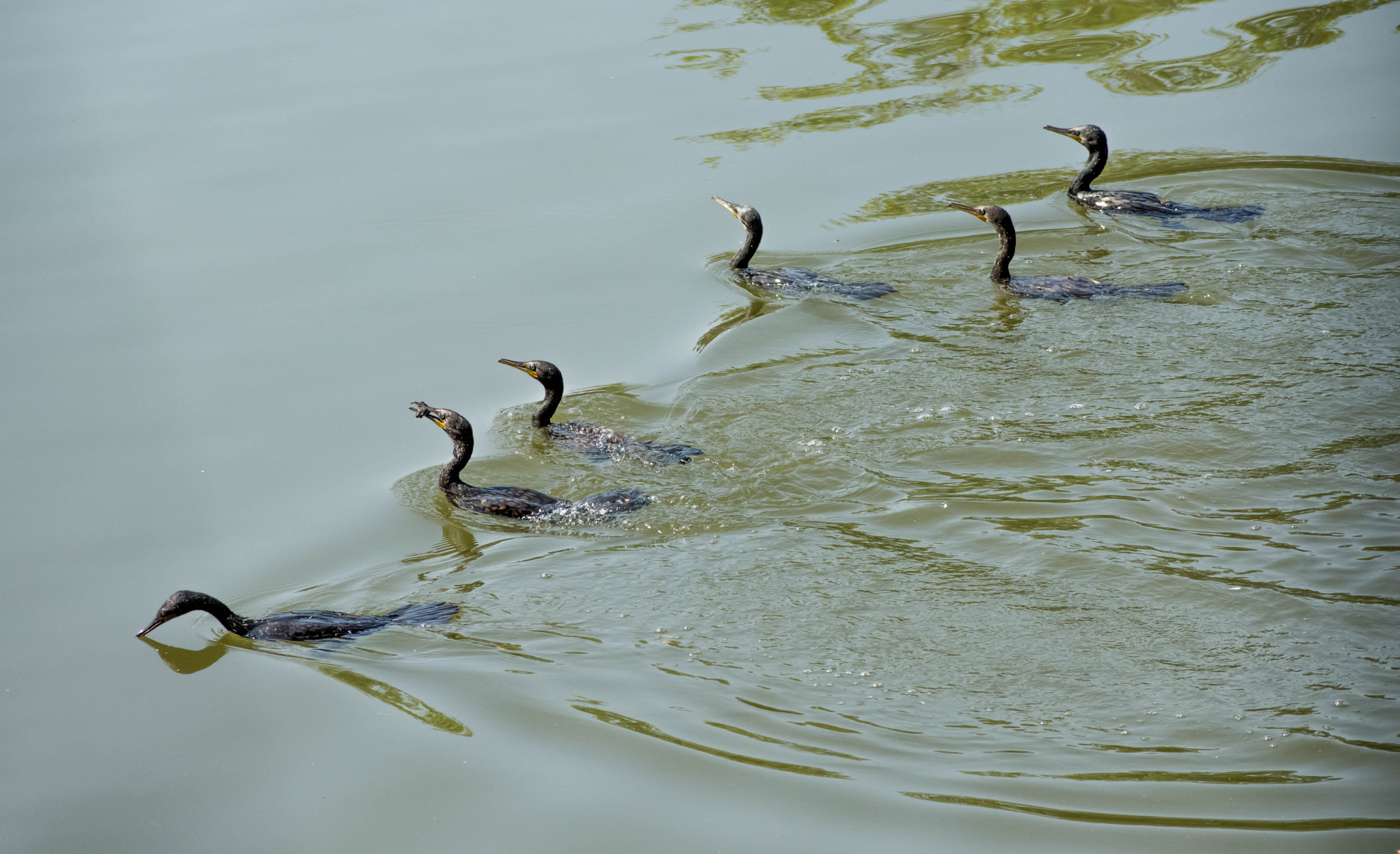 Nikon D7200 + Sigma 70-300mm F4-5.6 DG OS sample photo. The gang! photography