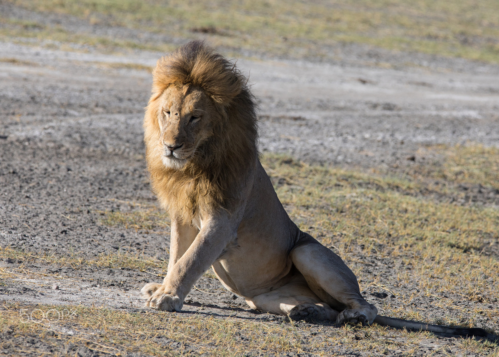Sigma 150-600mm F5-6.3 DG OS HSM | S sample photo. Male lion photography