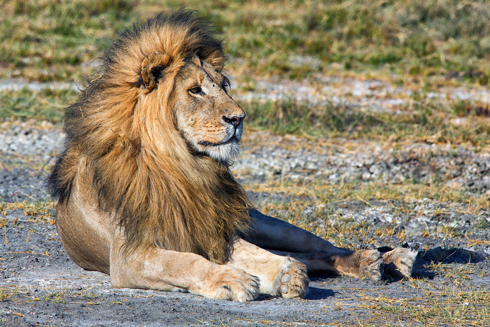 Canon EOS 5D Mark IV + Sigma 150-600mm F5-6.3 DG OS HSM | S sample photo. Male lion photography