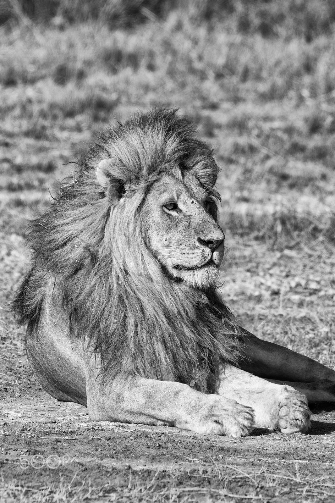 Canon EOS 5D Mark IV + Sigma 150-600mm F5-6.3 DG OS HSM | S sample photo. Male lion photography