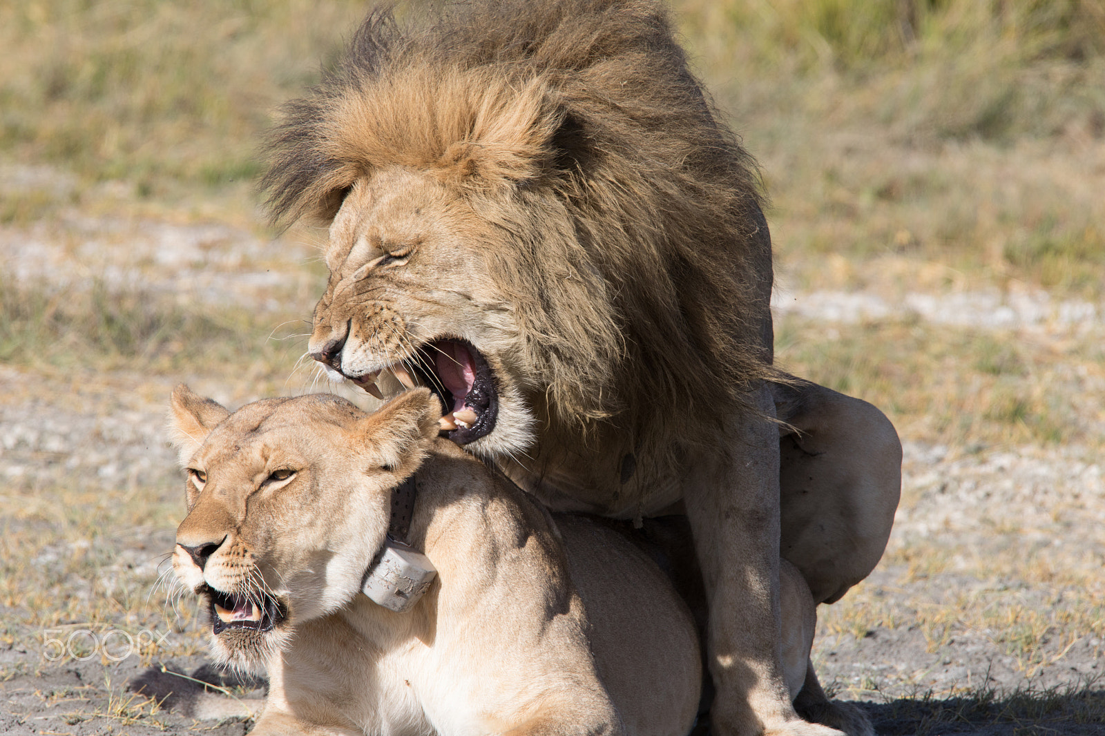 Sigma 150-600mm F5-6.3 DG OS HSM | S sample photo. Lions mating photography